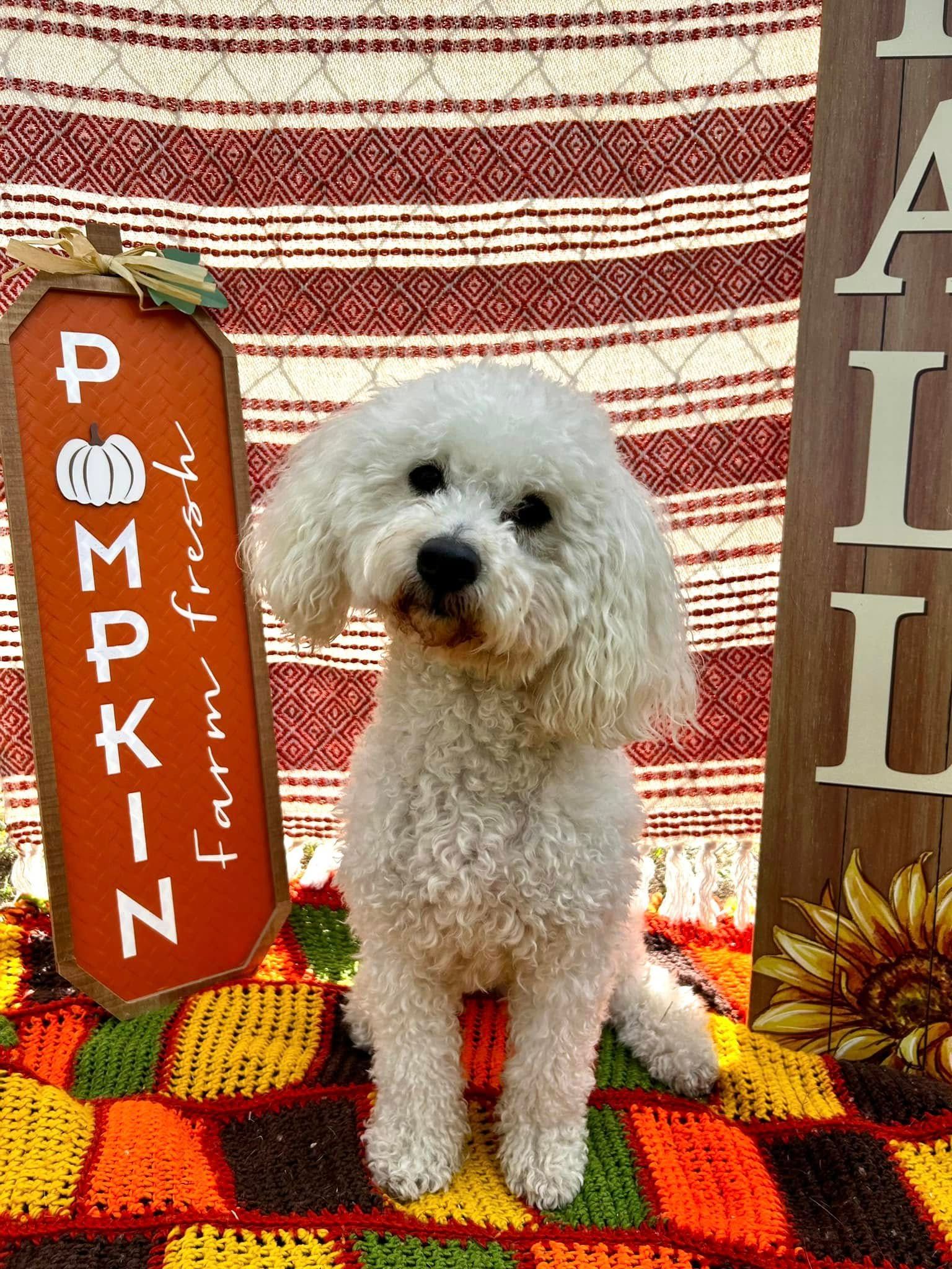 Small white poodle standing beside a red pumpkin sign at a fall-themed display.