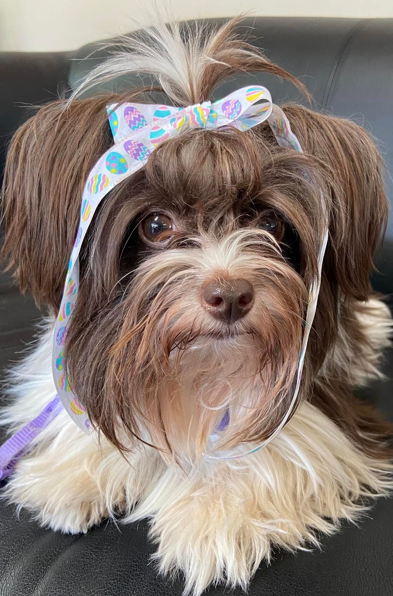 Small brown-and-white dog wearing a colorful bow, sitting on a dark couch.