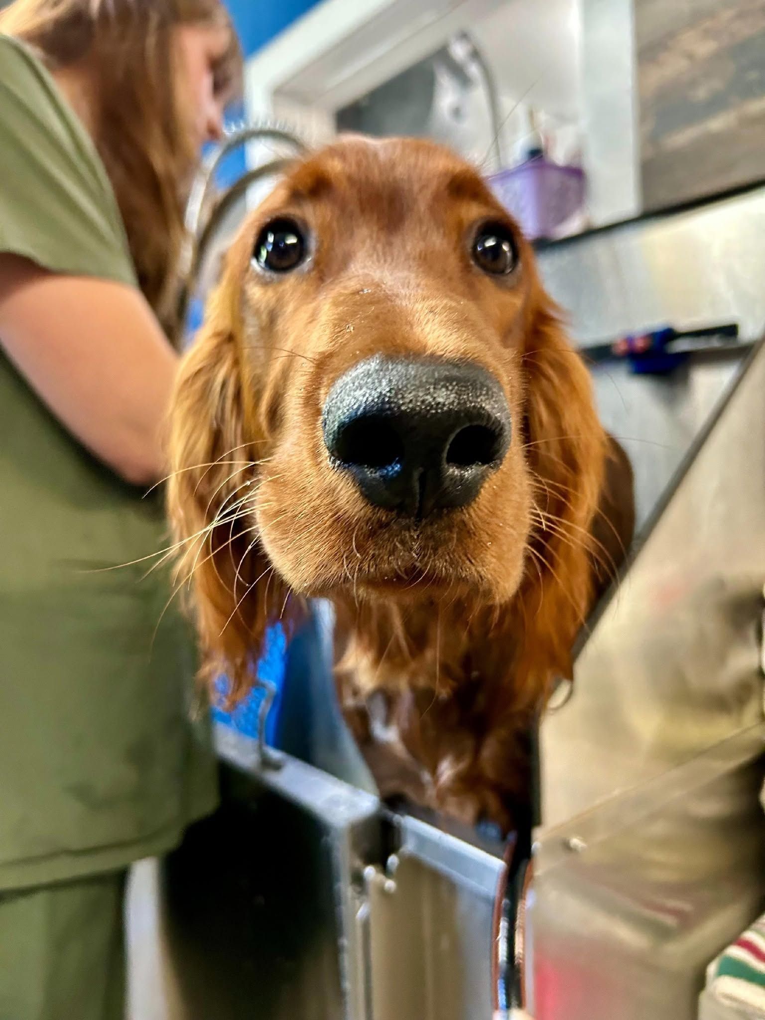Brown dog peering over a vet exam table.