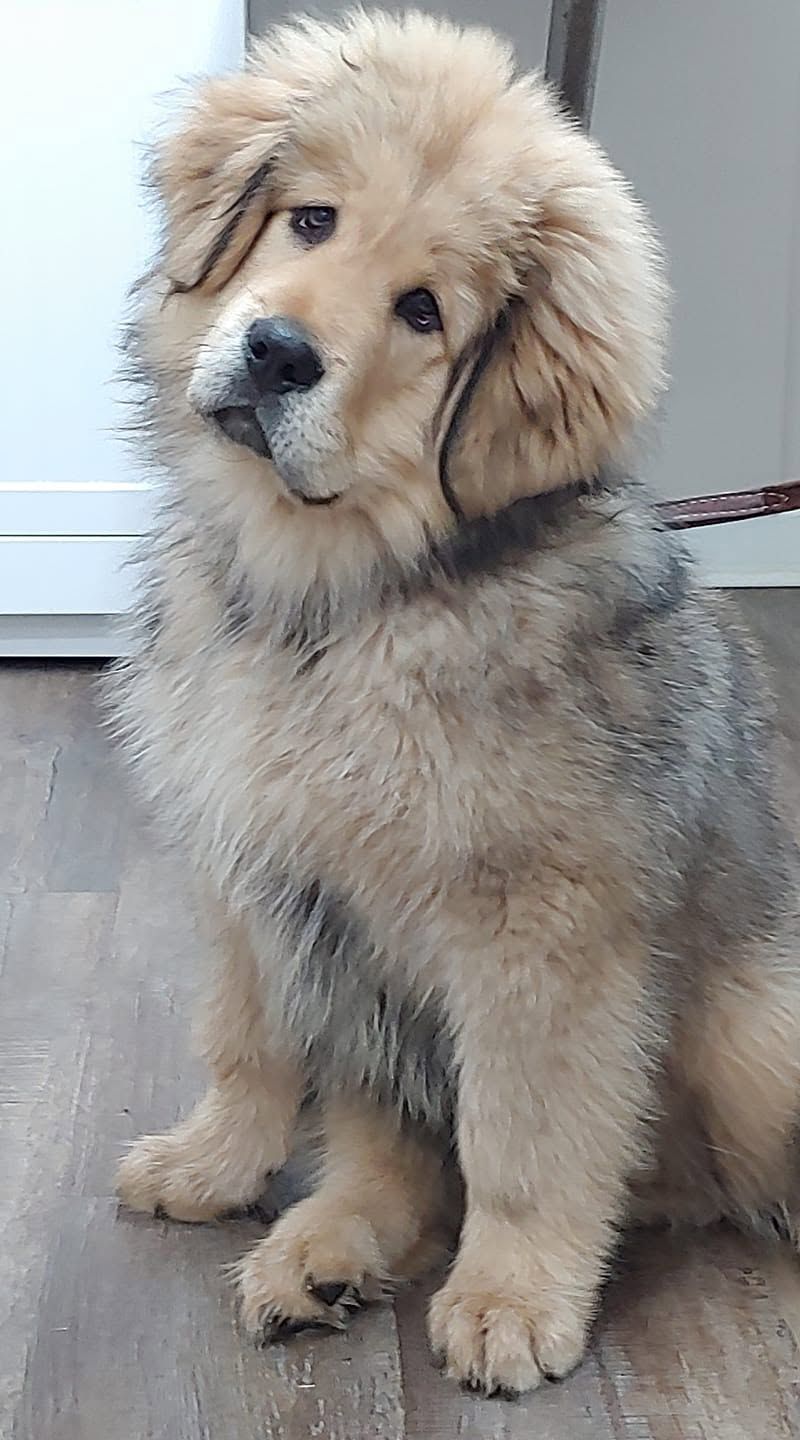 Fluffy tan puppy sitting on the floor, looking at the camera with a slight head tilt.