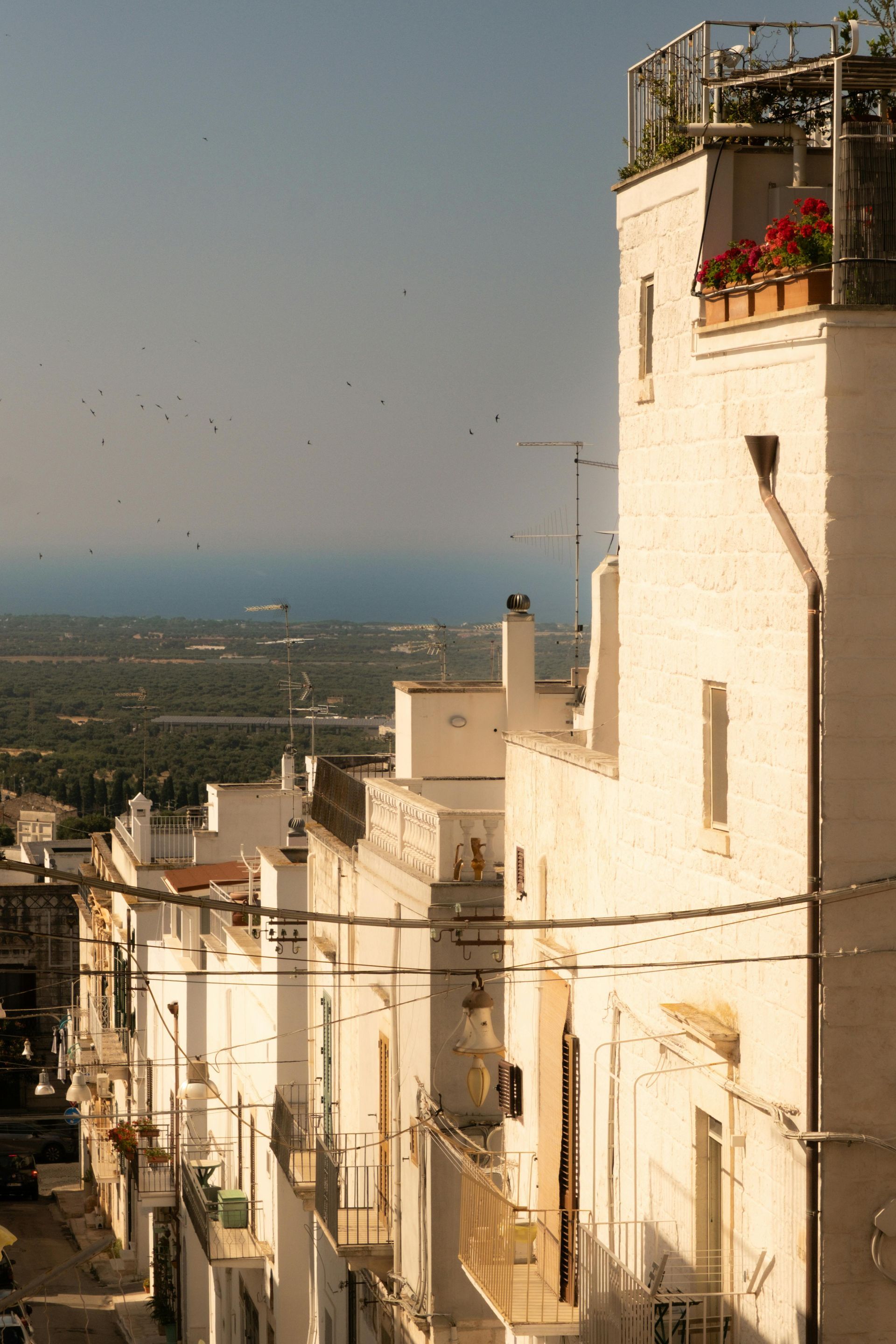 White buildings line a street, with a distant sea and greenery. Some birds fly overhead.