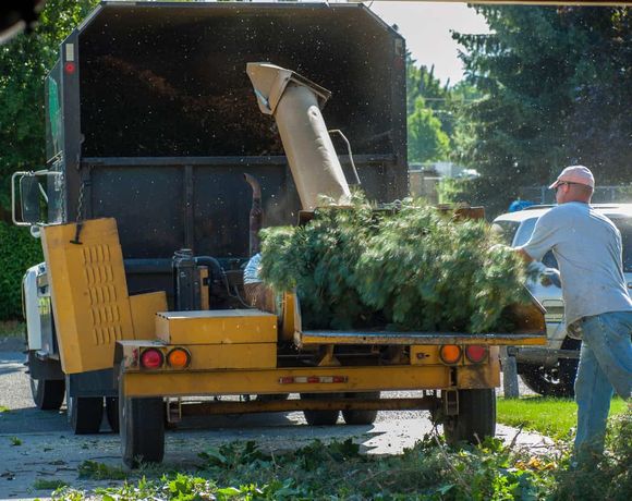 best tree contractor simcoe county