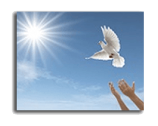 White dove flying in a sunny blue sky above outstretched hands