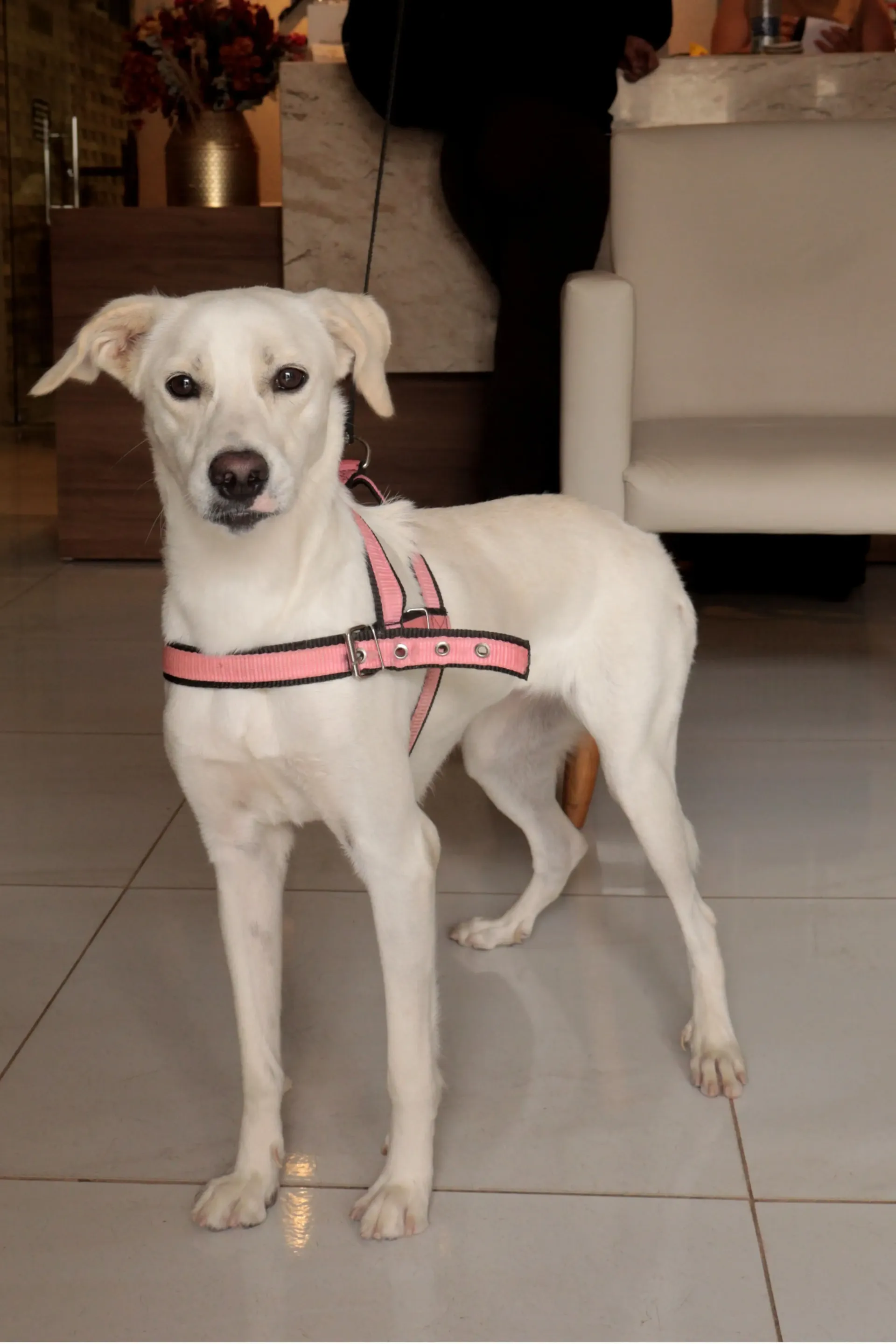 Um cachorro branco usando um arnês rosa está parado em um chão de ladrilhos