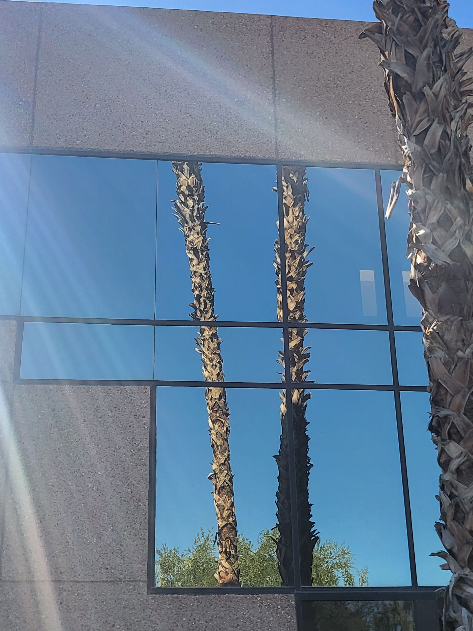 Palm trees reflected in window of a grey stone building against a blue sky.