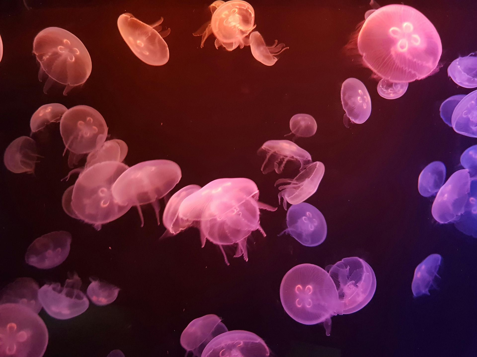 jellyfish
