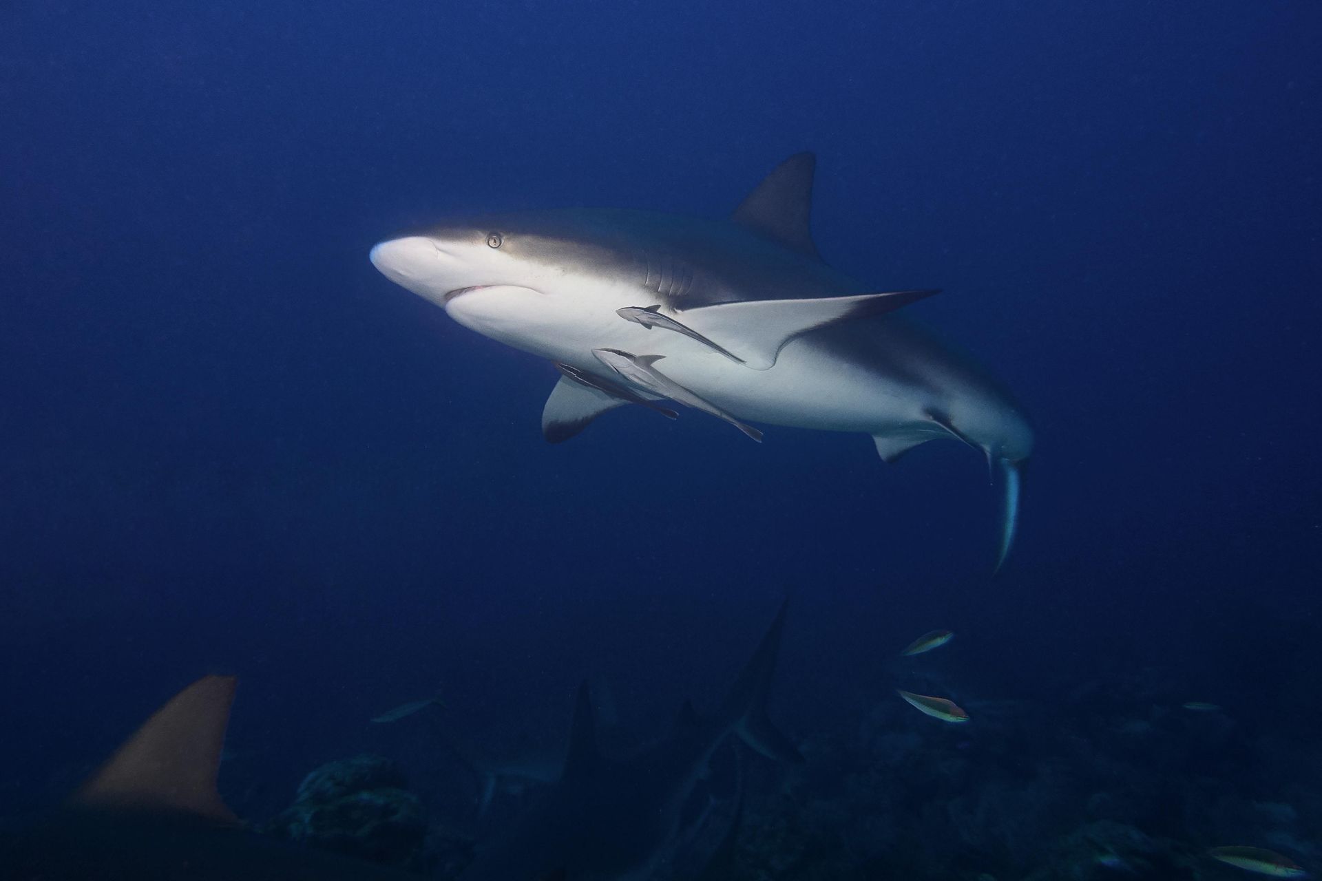 sharks adriatic sea