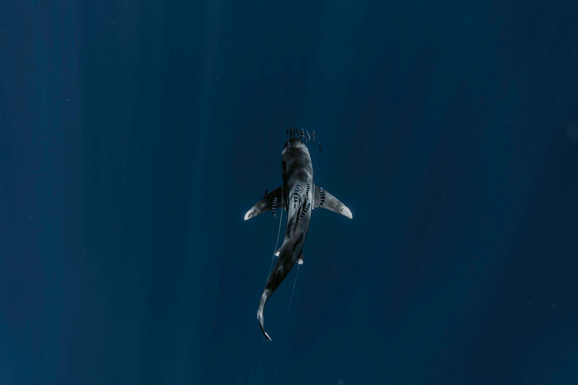 adriatic sea sharks
