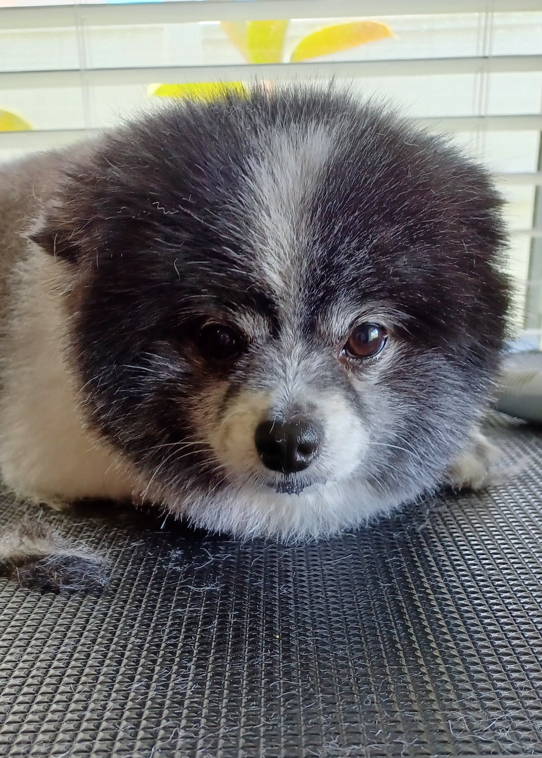 Dog Bathing | Land O Lakes, FL | The Fur Flipper by Gloria