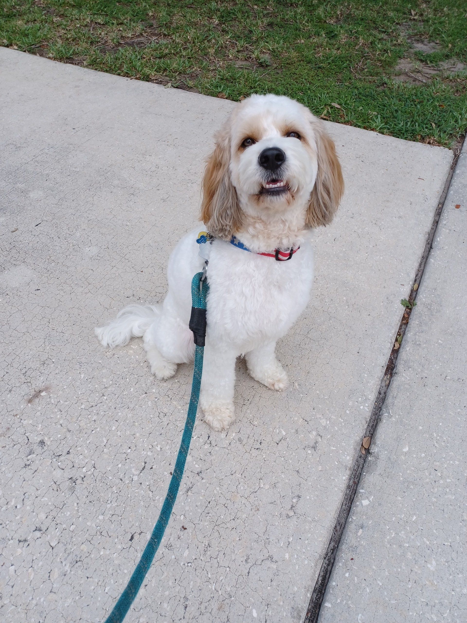 Dog Grooming | Land O Lakes, FL | The Fur Flipper by Gloria