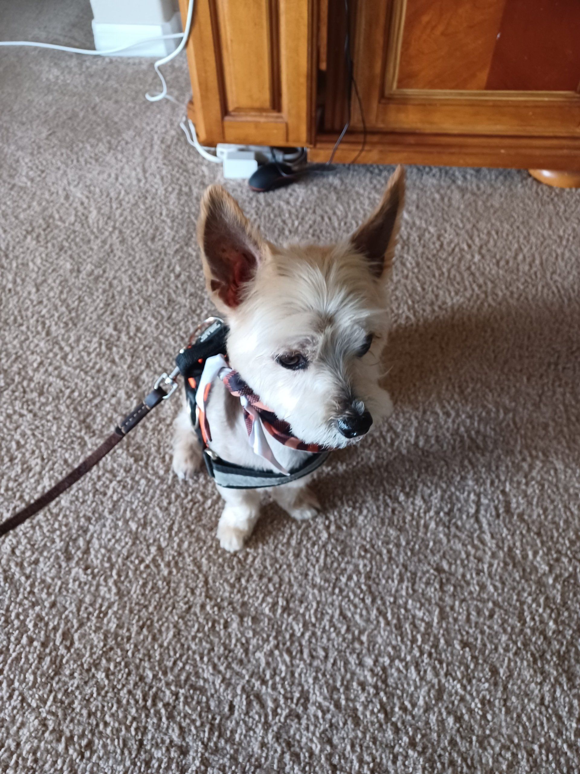 Dog Trimming Company | Land O Lakes, FL | The Fur Flipper by Gloria