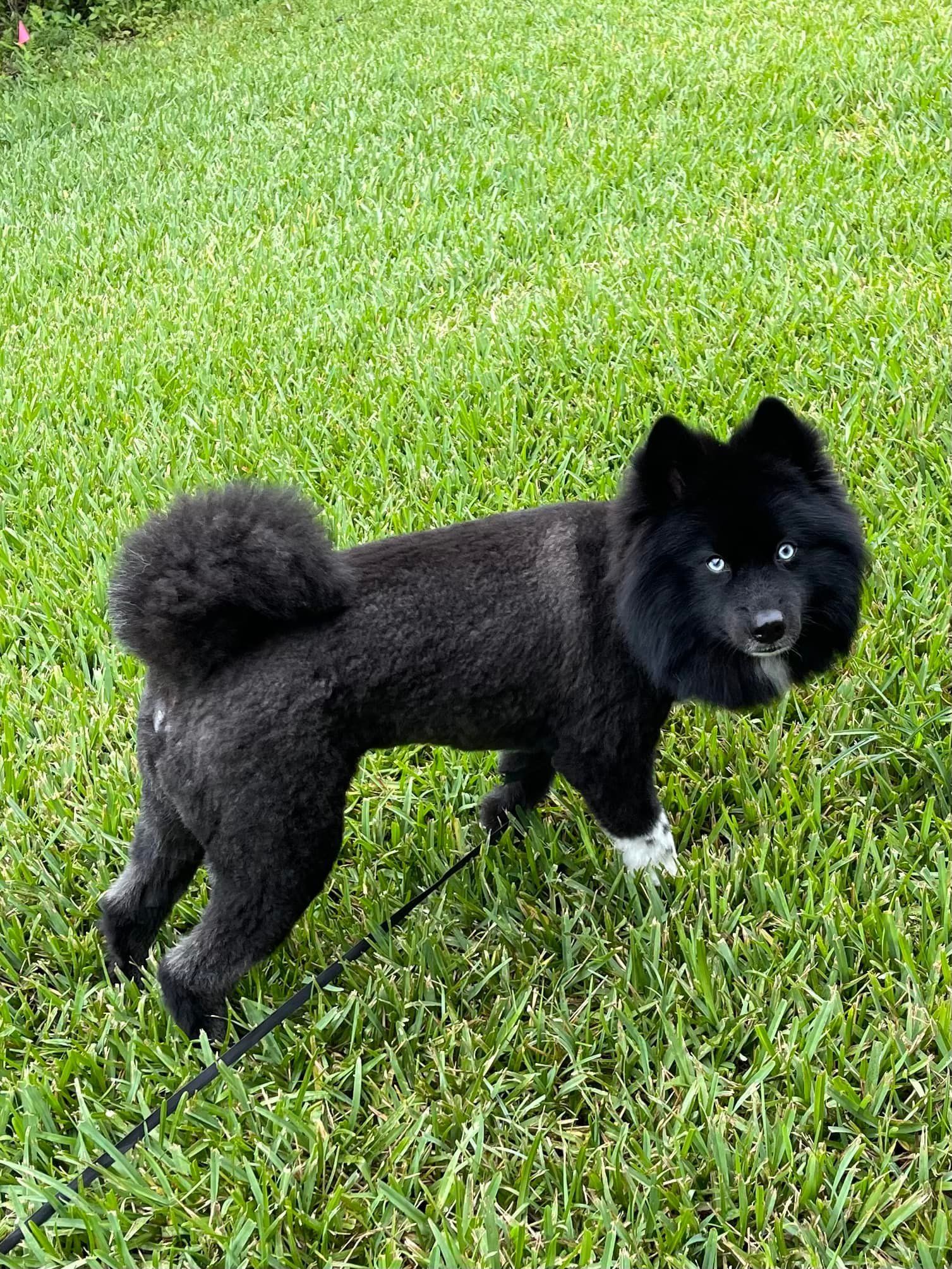 Dog hair cut after | Land O Lakes, FL | The Fur Flipper by Gloria