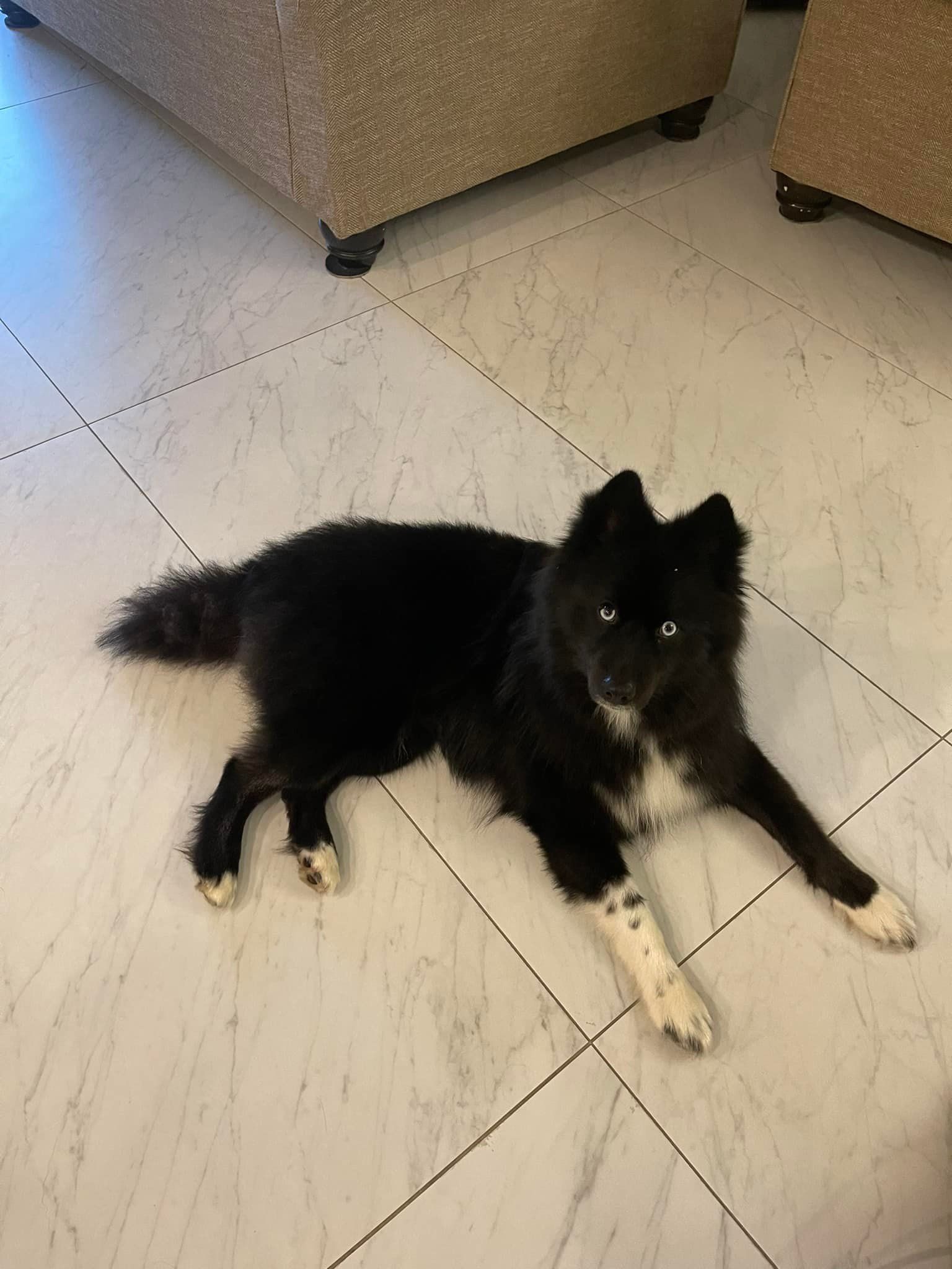 Dog hair cut before | Land O Lakes, FL | The Fur Flipper by Gloria