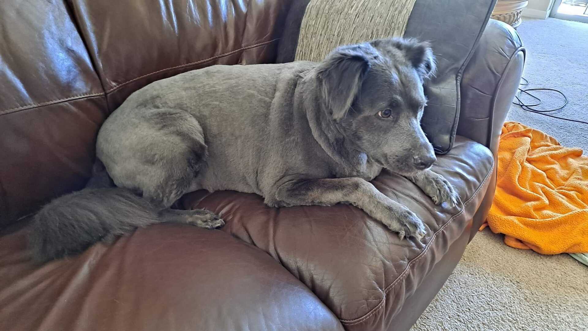 Dog Grooming After | Land O Lakes, FL | The Fur Flipper by Gloria