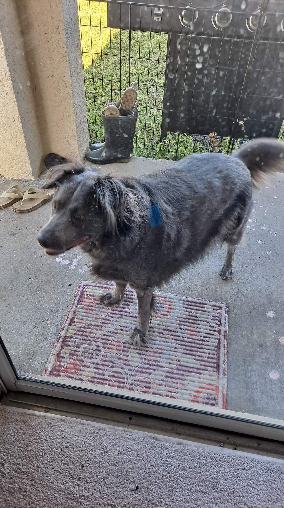 Dog Grooming Before | Land O Lakes, FL | The Fur Flipper by Gloria