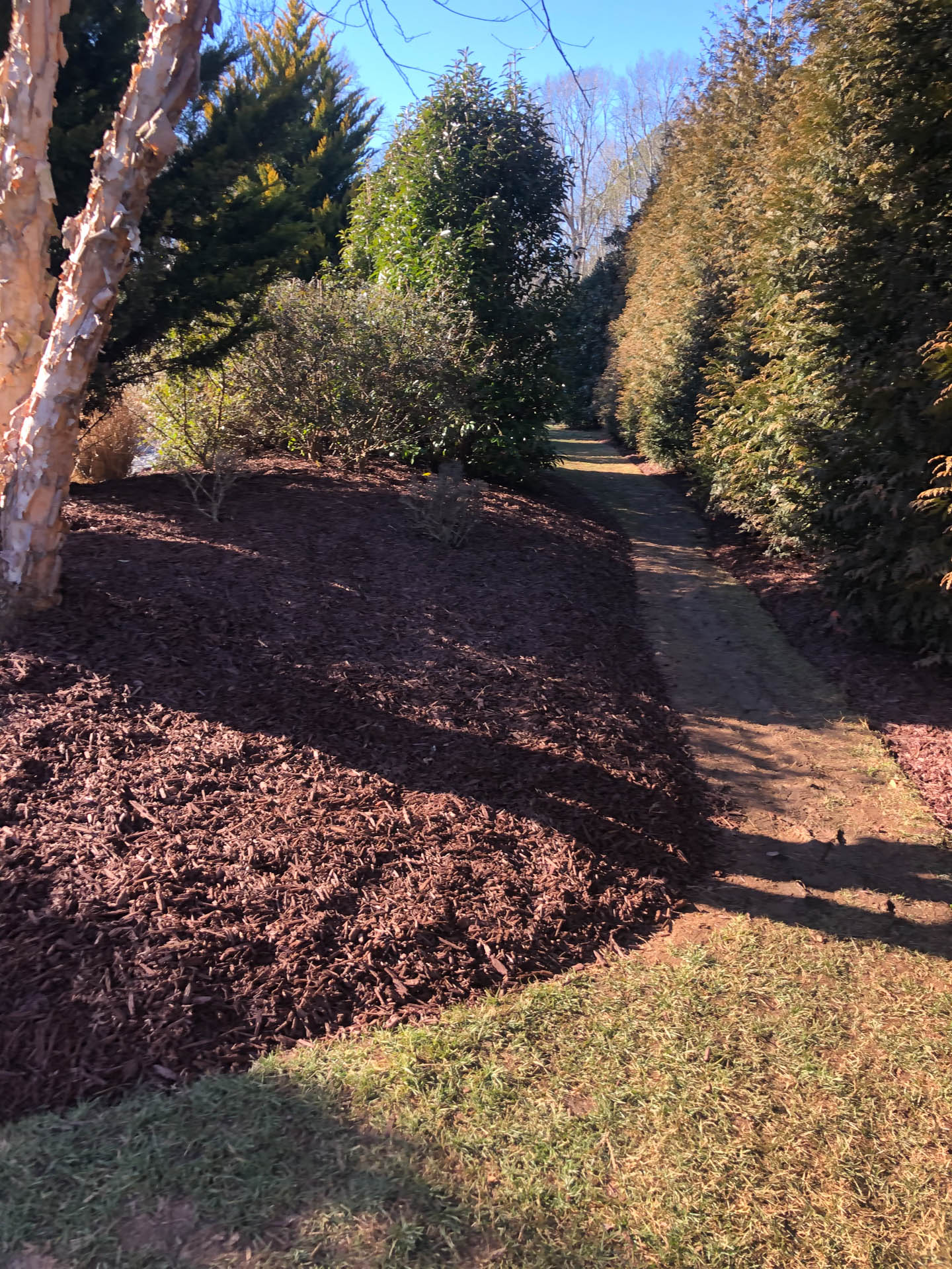 A mulched garden bed next to a grass path, lined by trees on both sides.