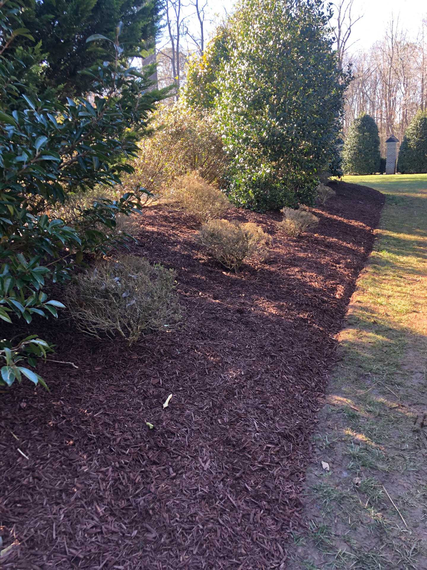 Mulched landscaping bed with various shrubs and greenery.