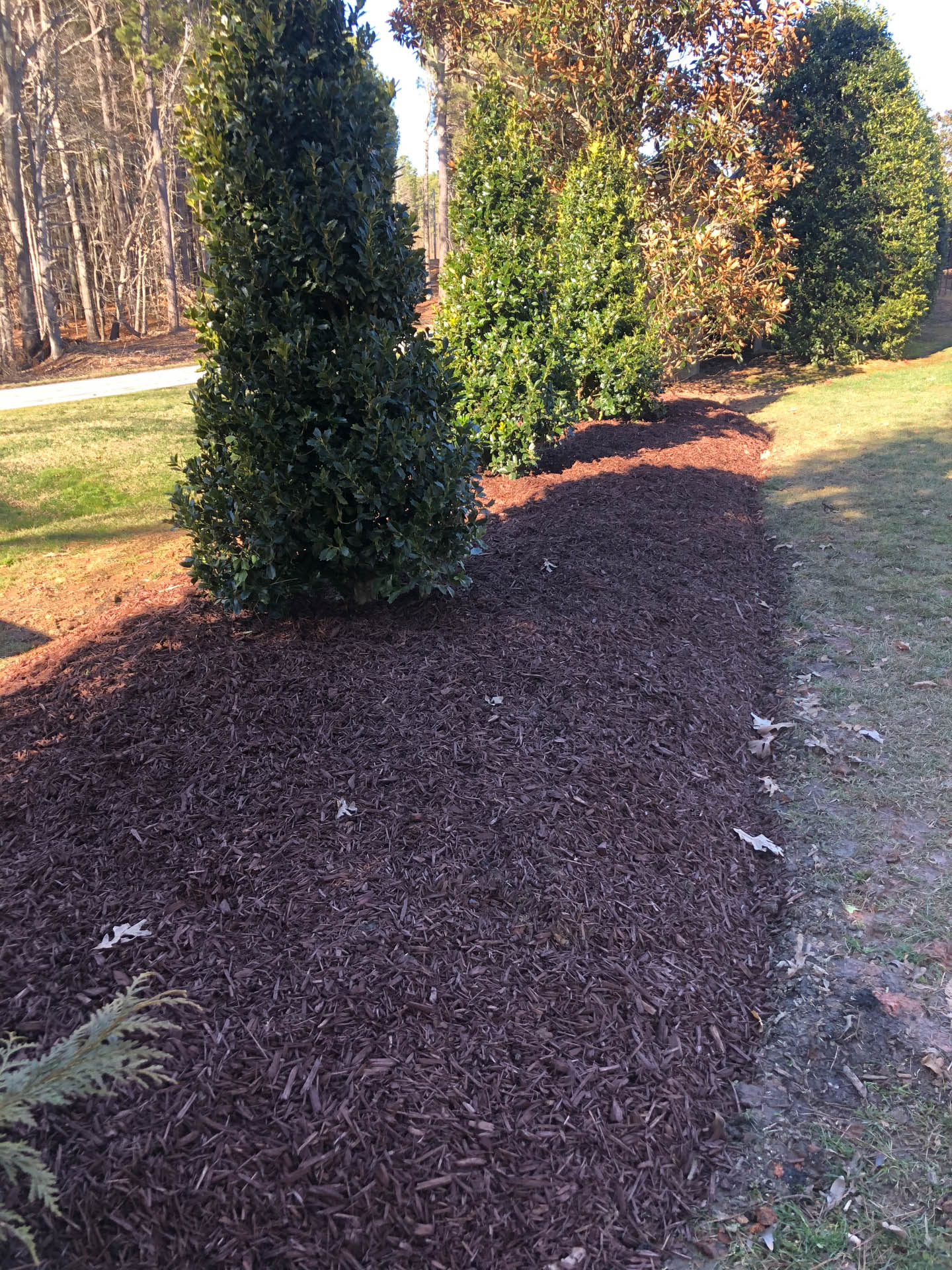 A row of evergreen trees with dark brown mulch in front, in a yard with trees in the background.