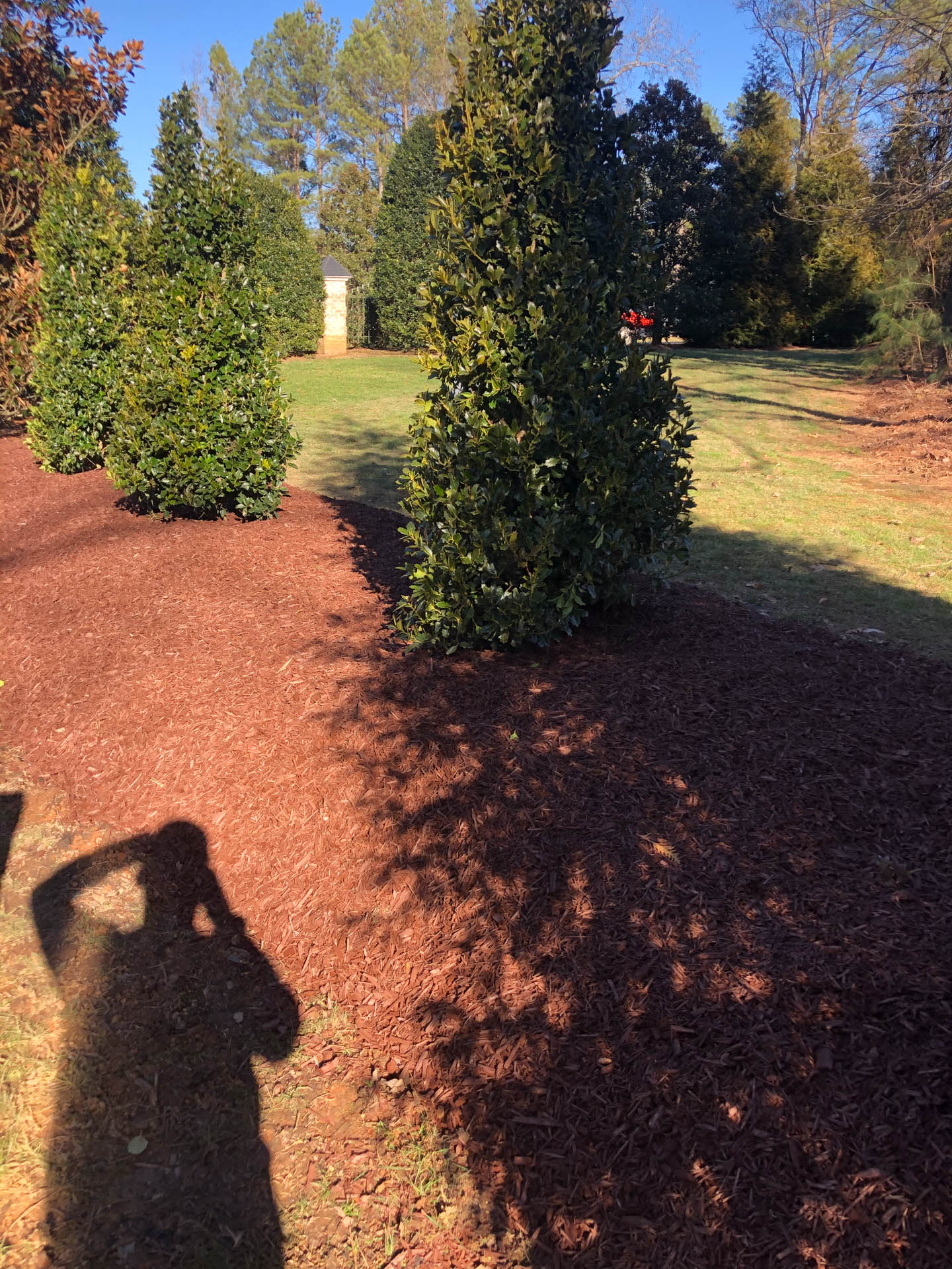 A row of green trees with red mulch and grass on a sunny day. A person's shadow is in the foreground.