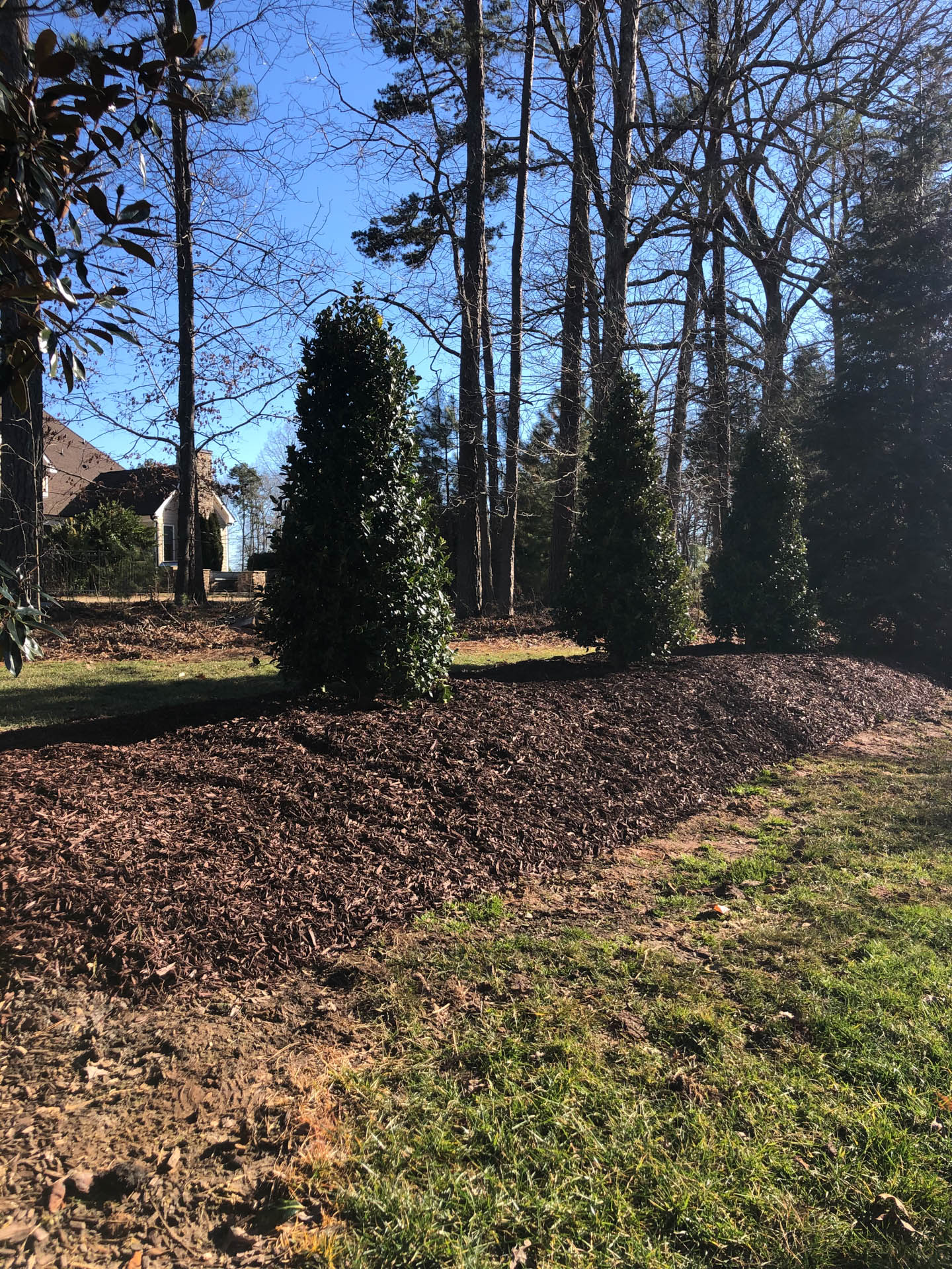 Three evergreen trees in a mulch bed, framed by tall trees and a sunny sky.
