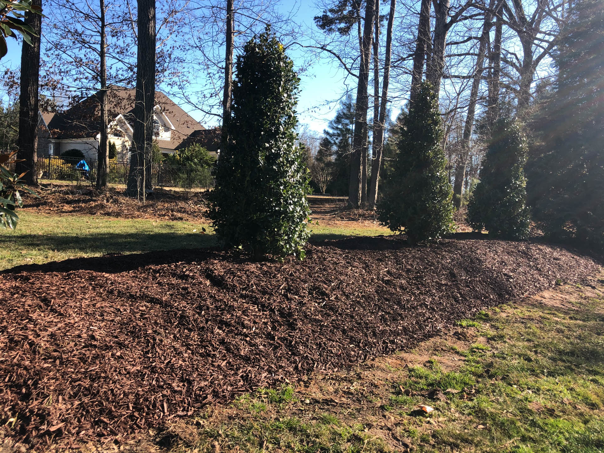 Brown mulch bed with three upright green trees in a yard, with a house and trees in the background.