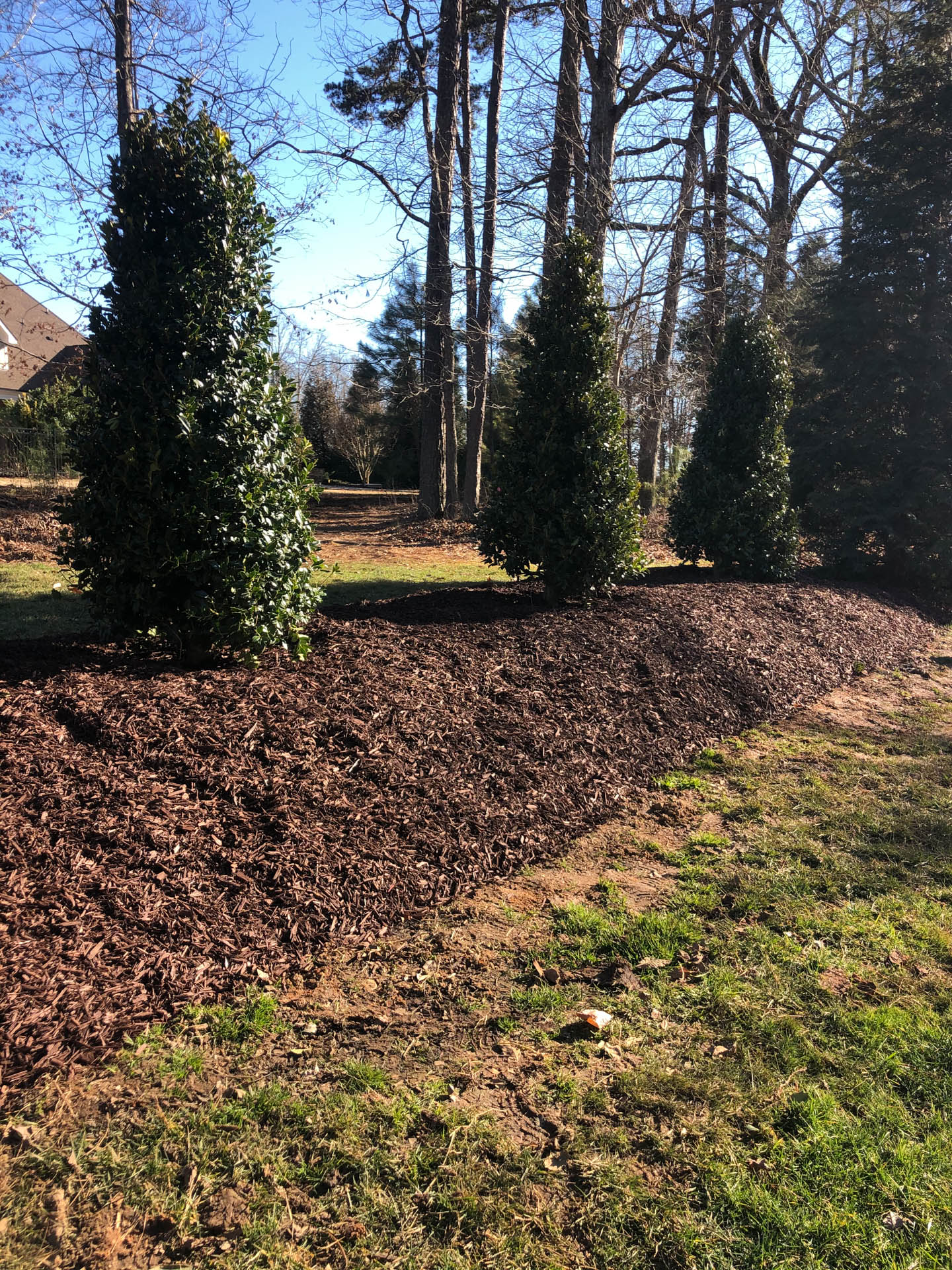 Row of evergreen trees with brown mulch bed in front, set in a sunny, grassy yard.