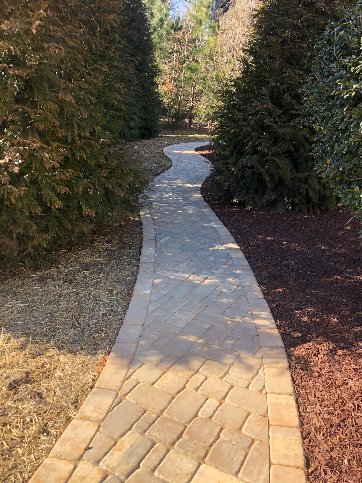 Brick pathway winding through a garden with evergreens and brown mulch. Sunny day.
