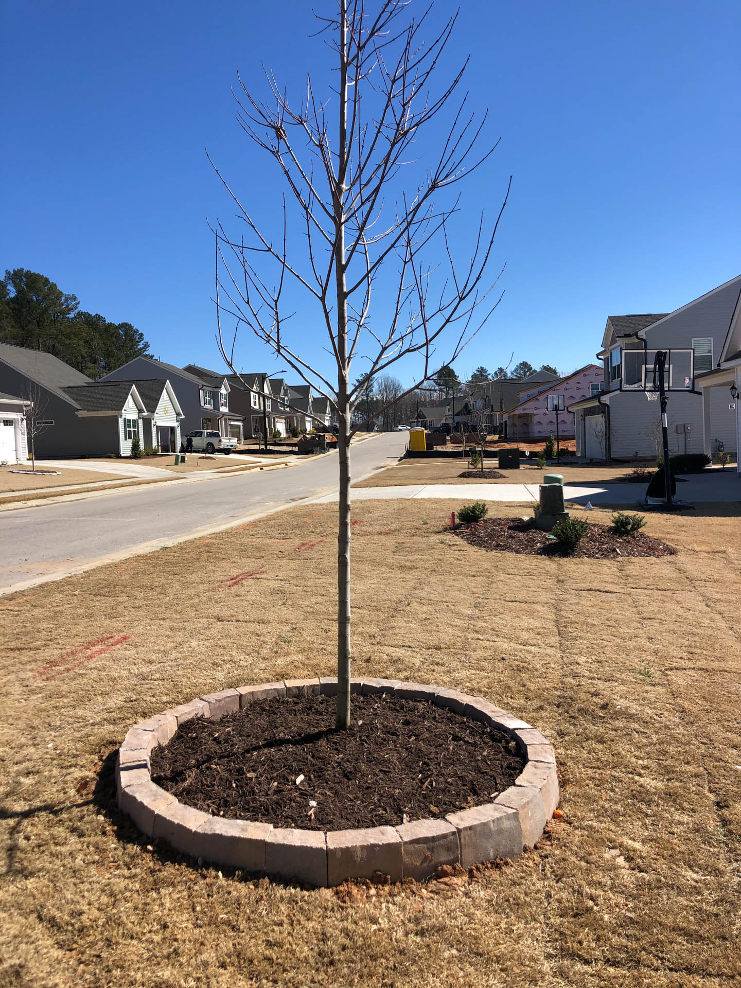 Bare tree in a brown mulch bed surrounded by a circular brick border, in front of houses on a sunny day.