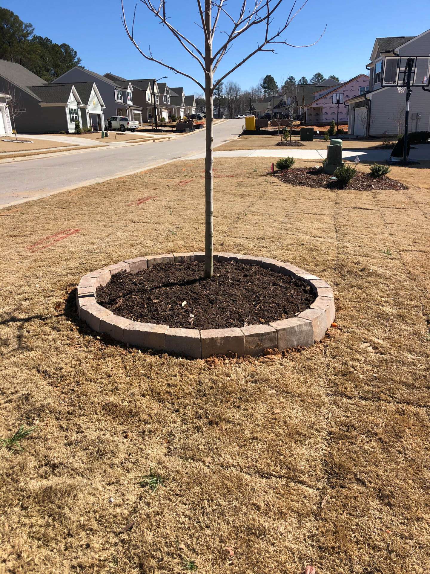 Bare tree in a brown mulch-filled circle bordered by stone bricks, in a grassy residential front yard.