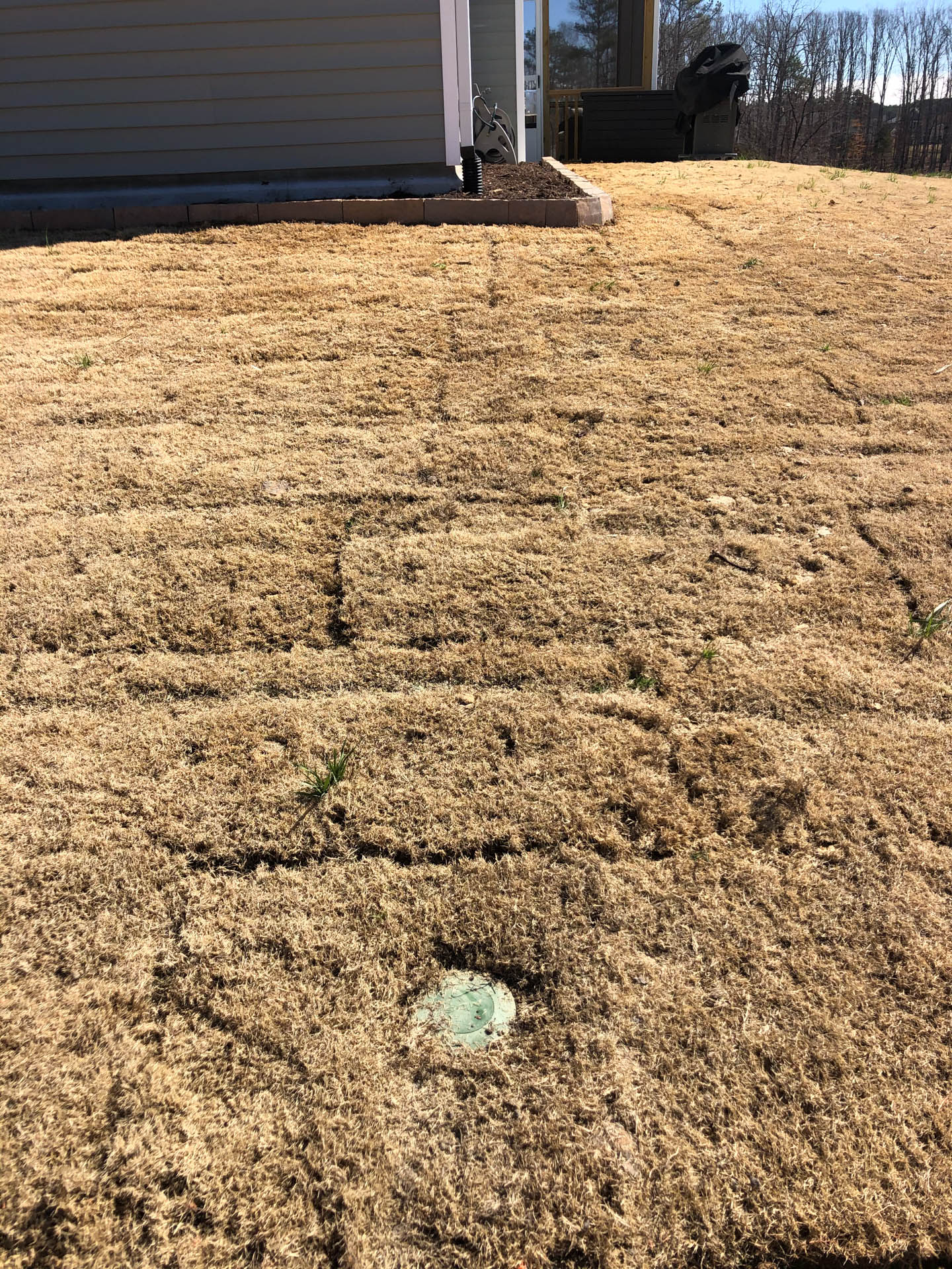 Brown mulch covers a lawn with visible seams. A small green drain is centered in the foreground.