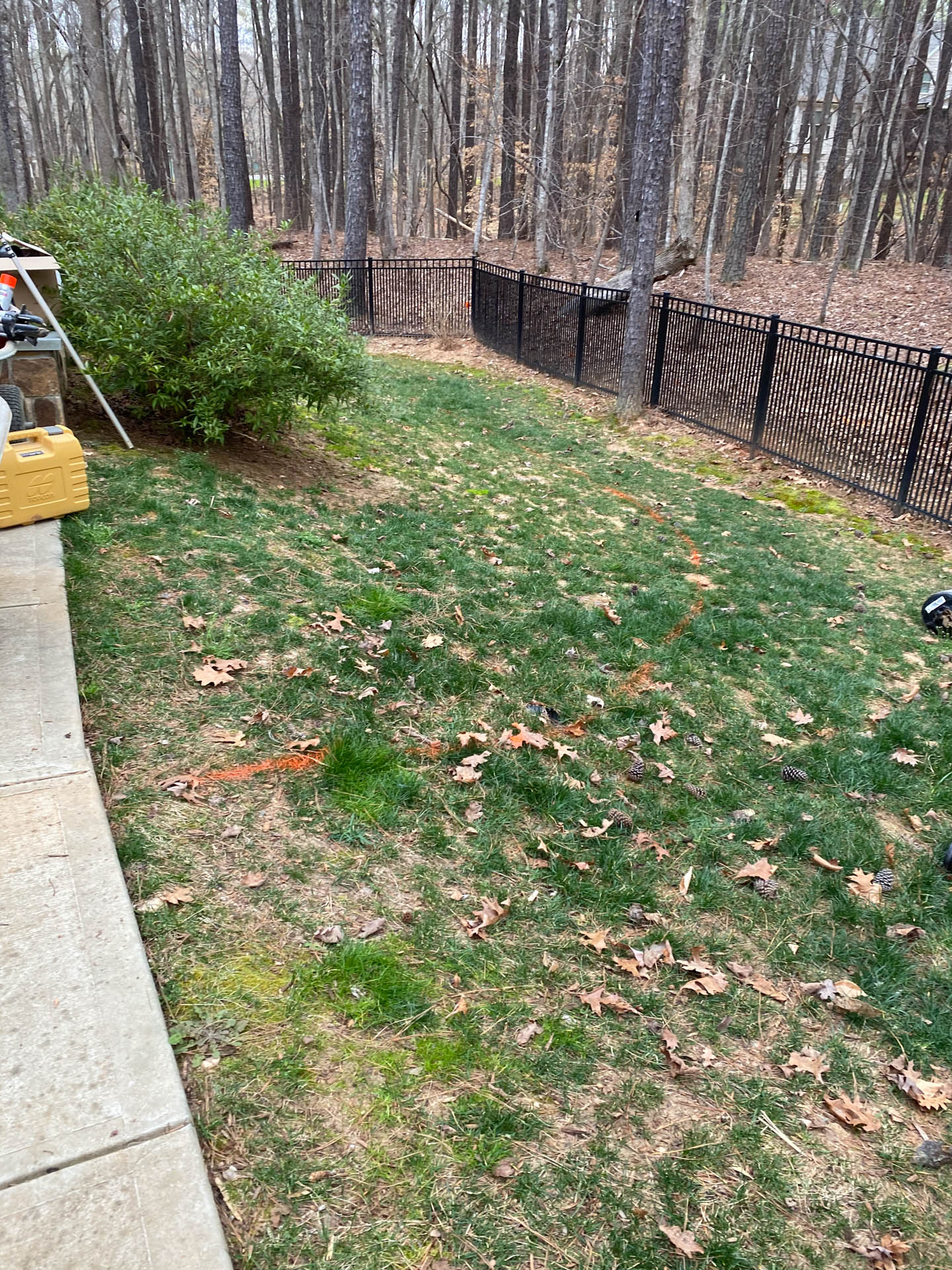 Backyard with patchy green grass, brown leaves, black fence, and trees.