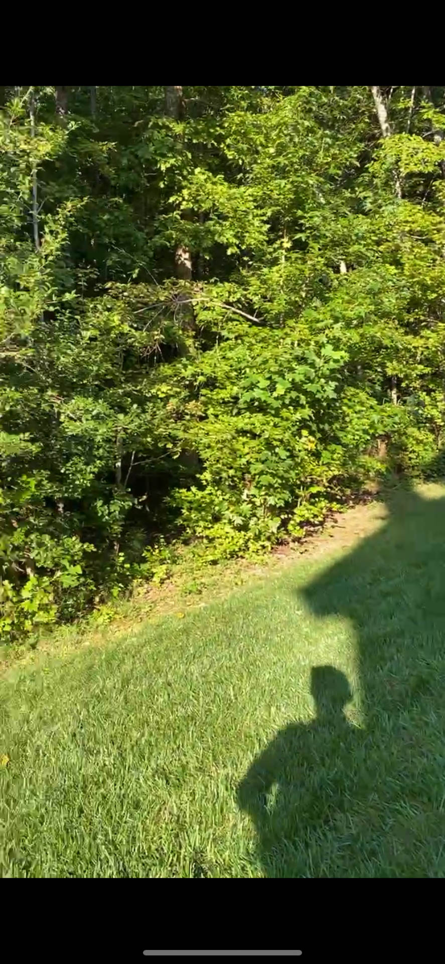 A sunny hillside with green grass and trees, a shadow of a person.