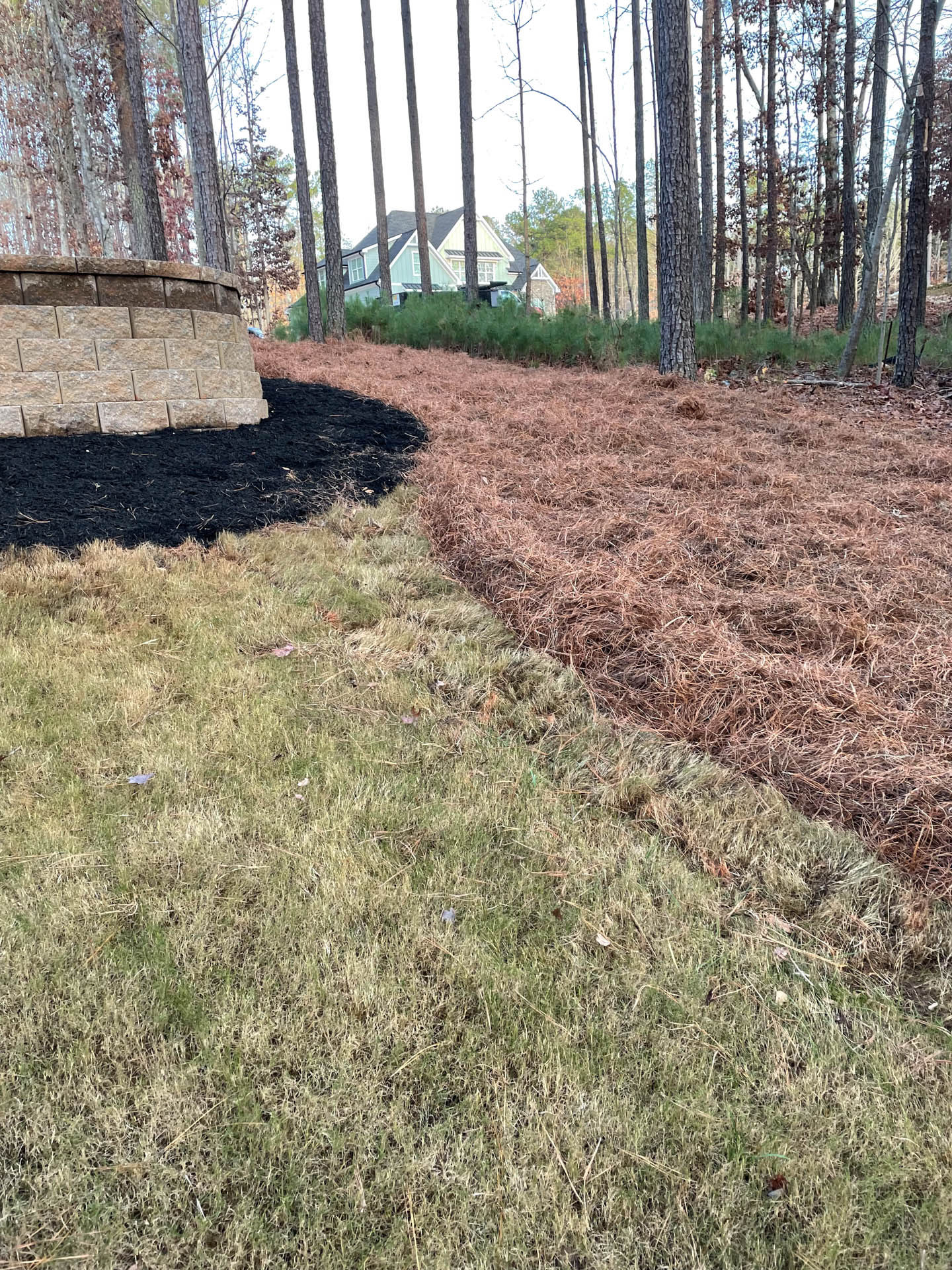 Lawn bordered by black mulch and pine straw leading to trees and a house in the distance.