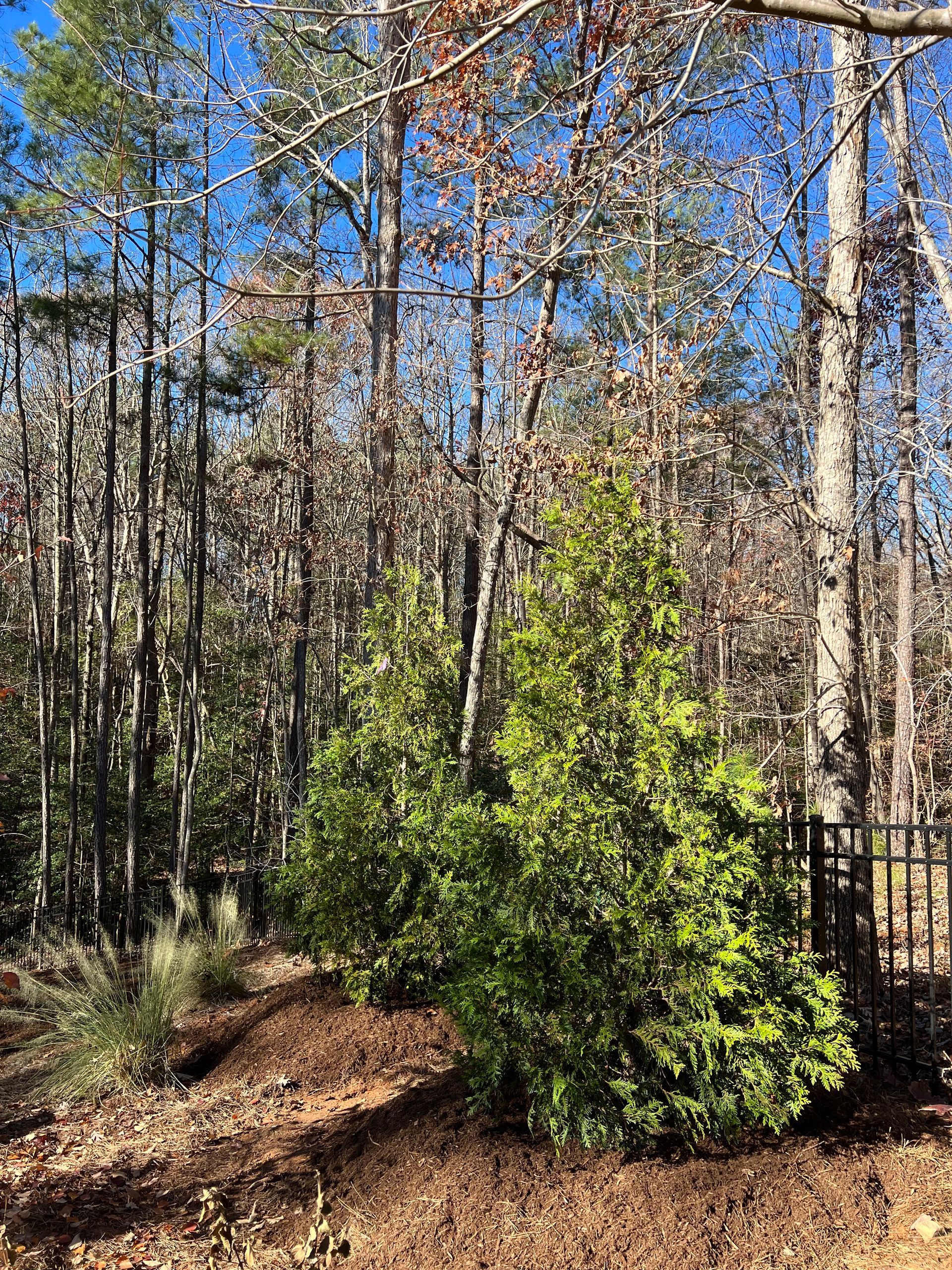 Two vibrant green evergreen bushes stand in a yard covered with brown fallen leaves, against a backdrop of bare trees.