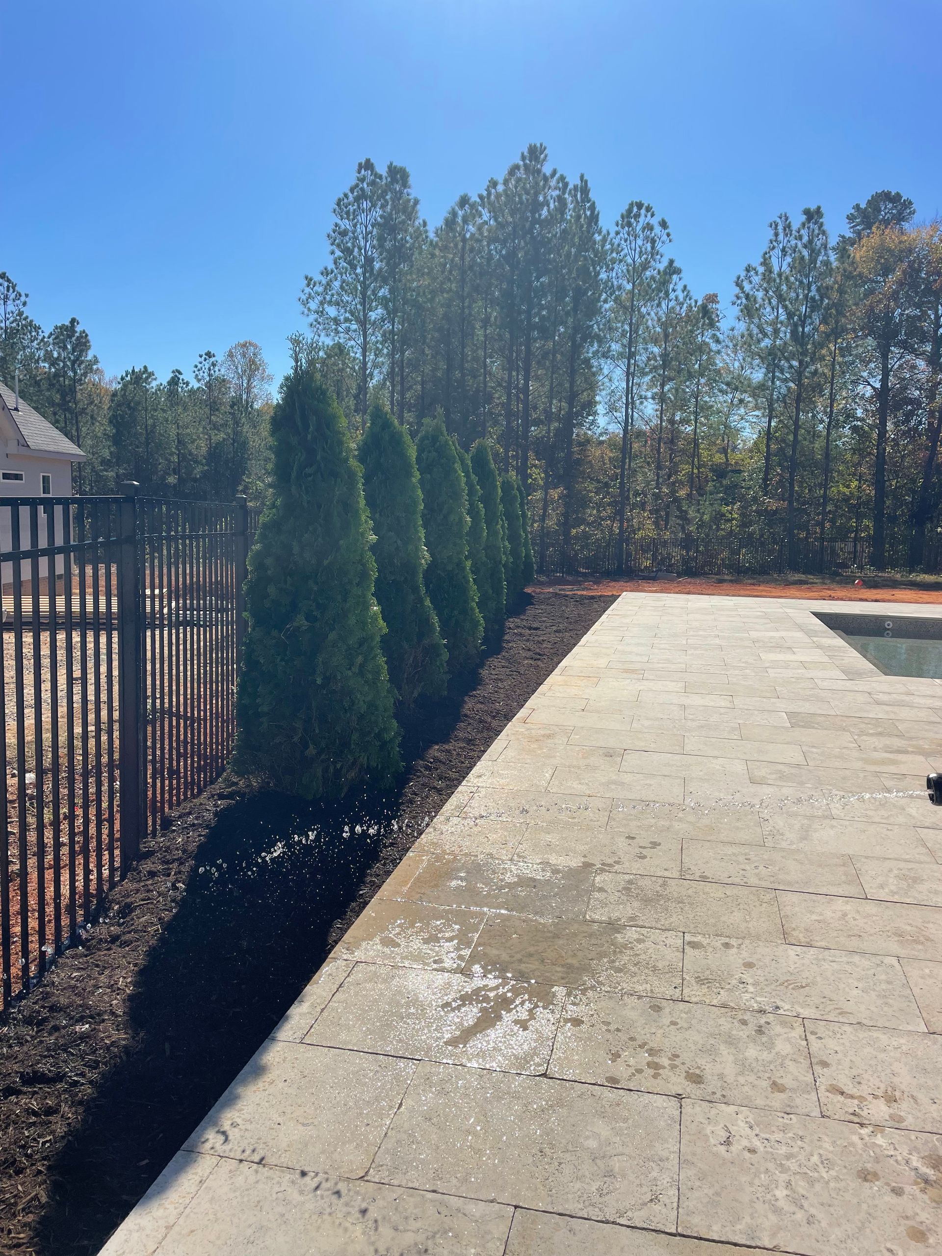 A row of tall, thin evergreen trees planted in mulch beside a paved pool deck and a dark metal fence.