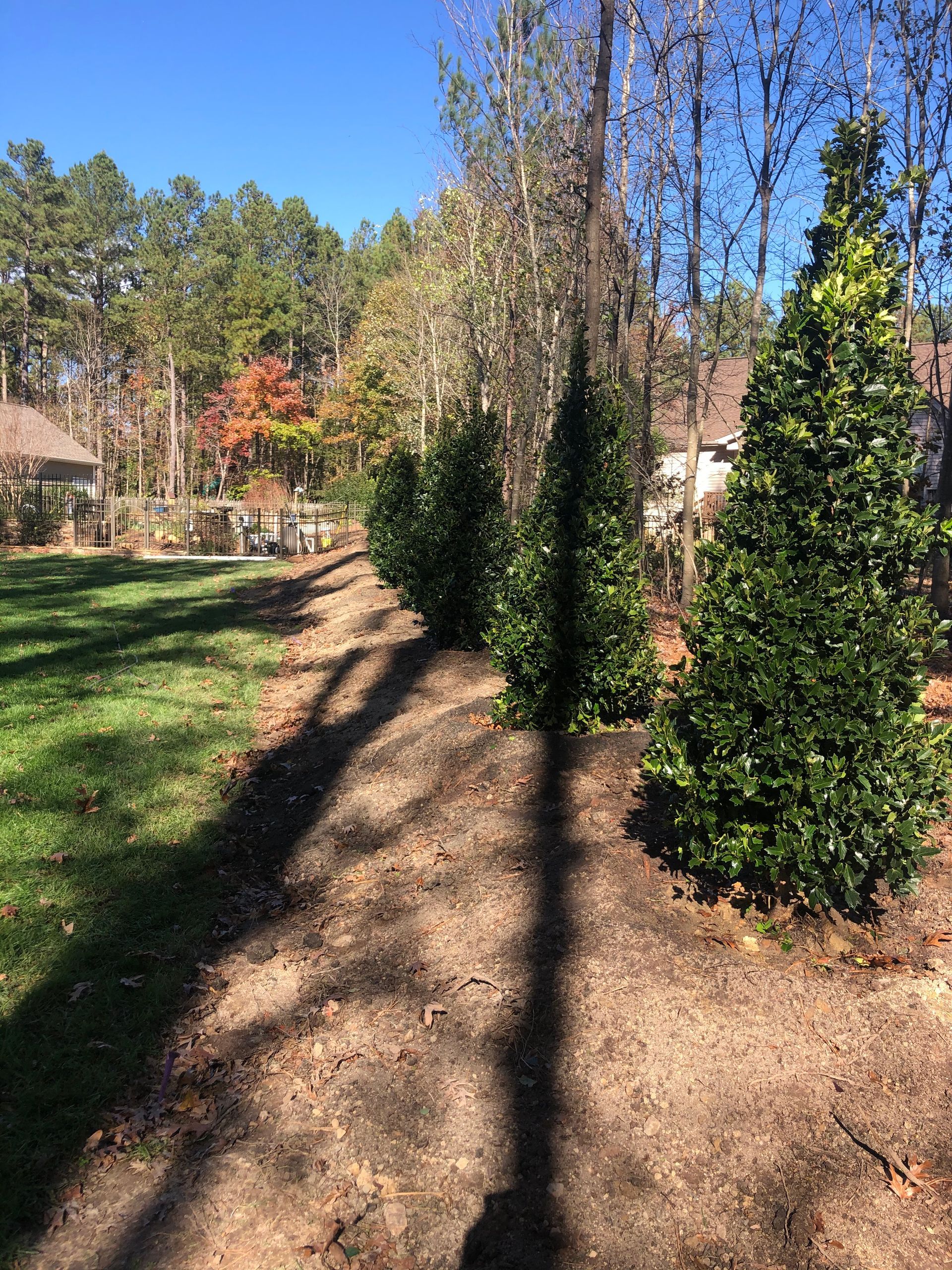 A row of conical evergreen shrubs planted in mulch along the edge of a grassy lawn with trees in the background.