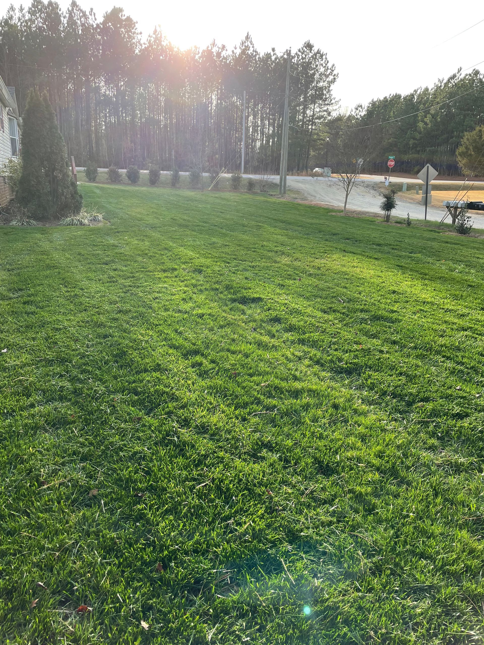 A bright green, sunlit lawn stretches toward a tree line under a clear sky, with a gravel driveway visible on the right.