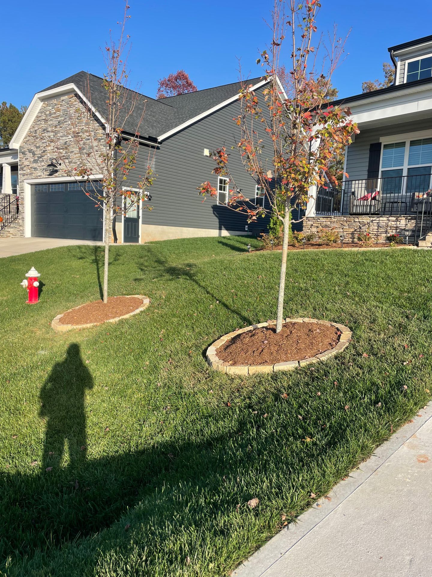 Two young trees with brown mulch circles in a grassy yard in front of a house, shadow of a person visible.