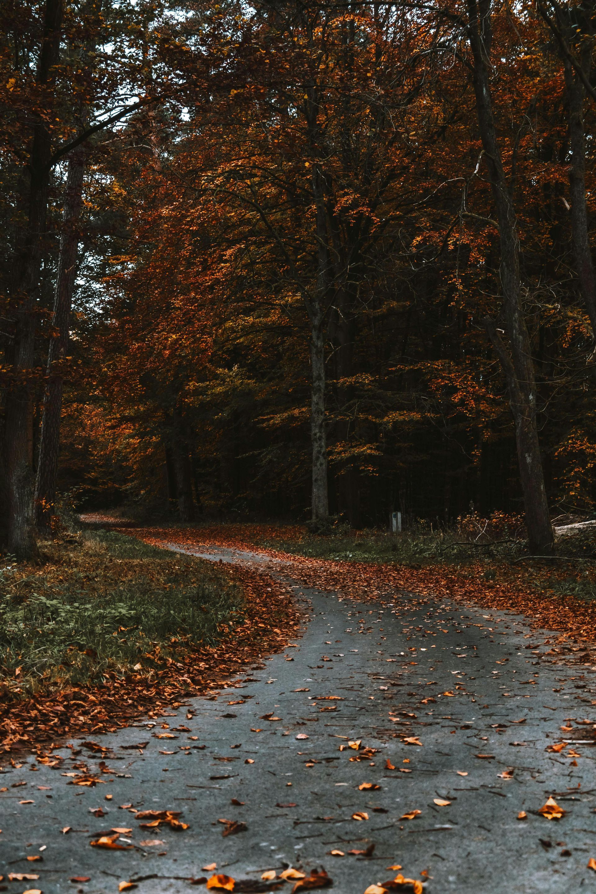 A road covered in leaves in the middle of a forest.