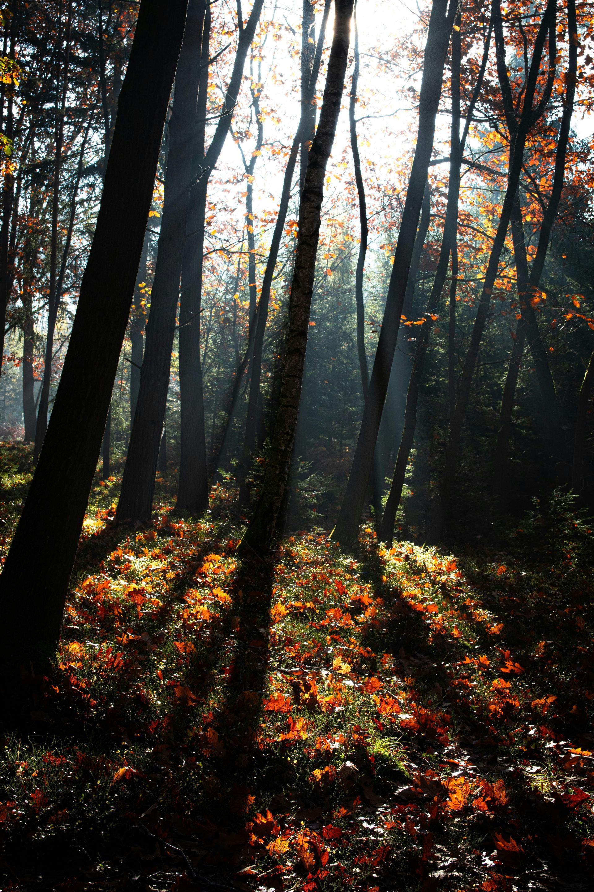 The sun is shining through the trees in the forest