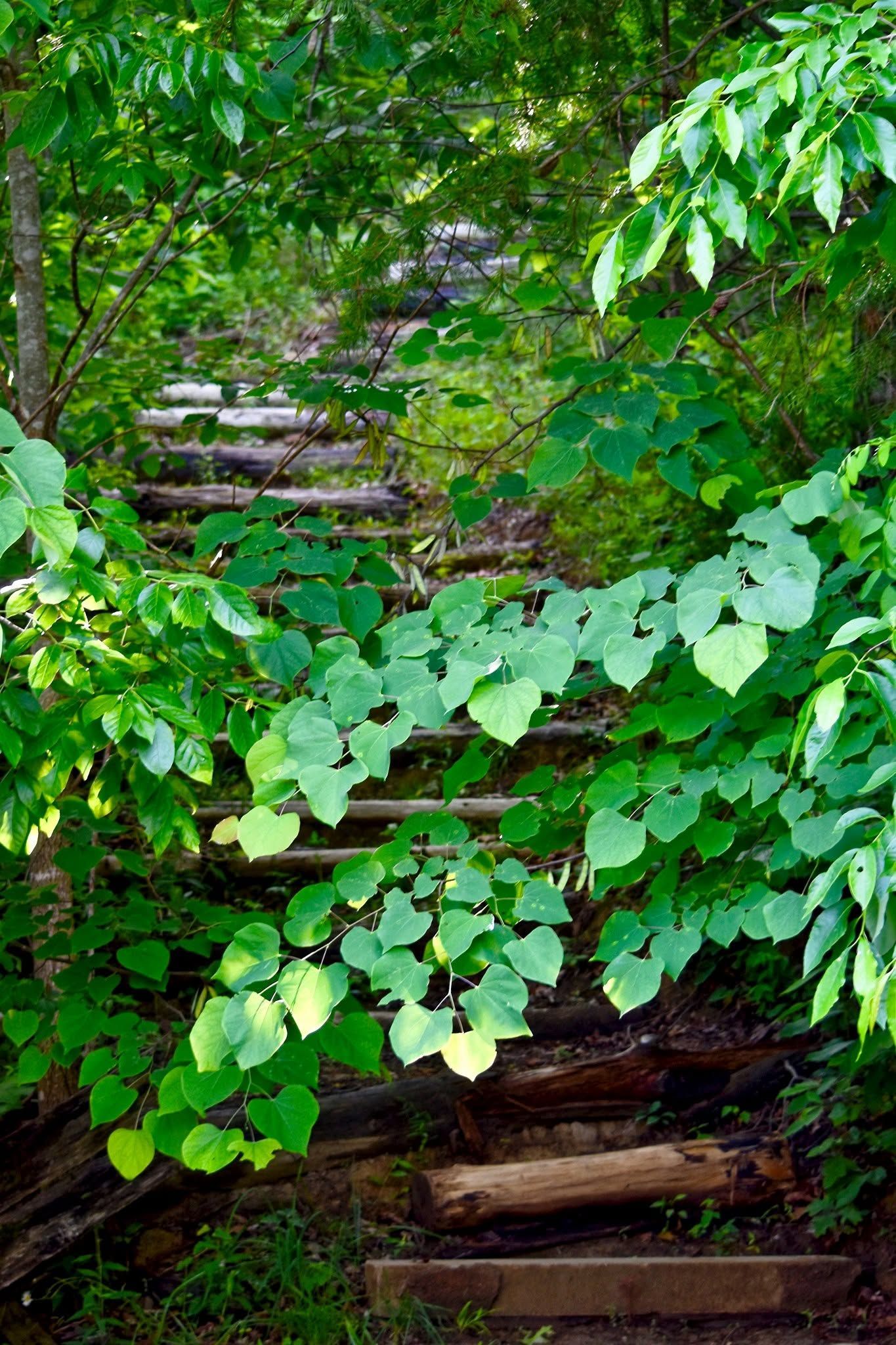 Overgrown stone steps covered in lush green vines and leaves
