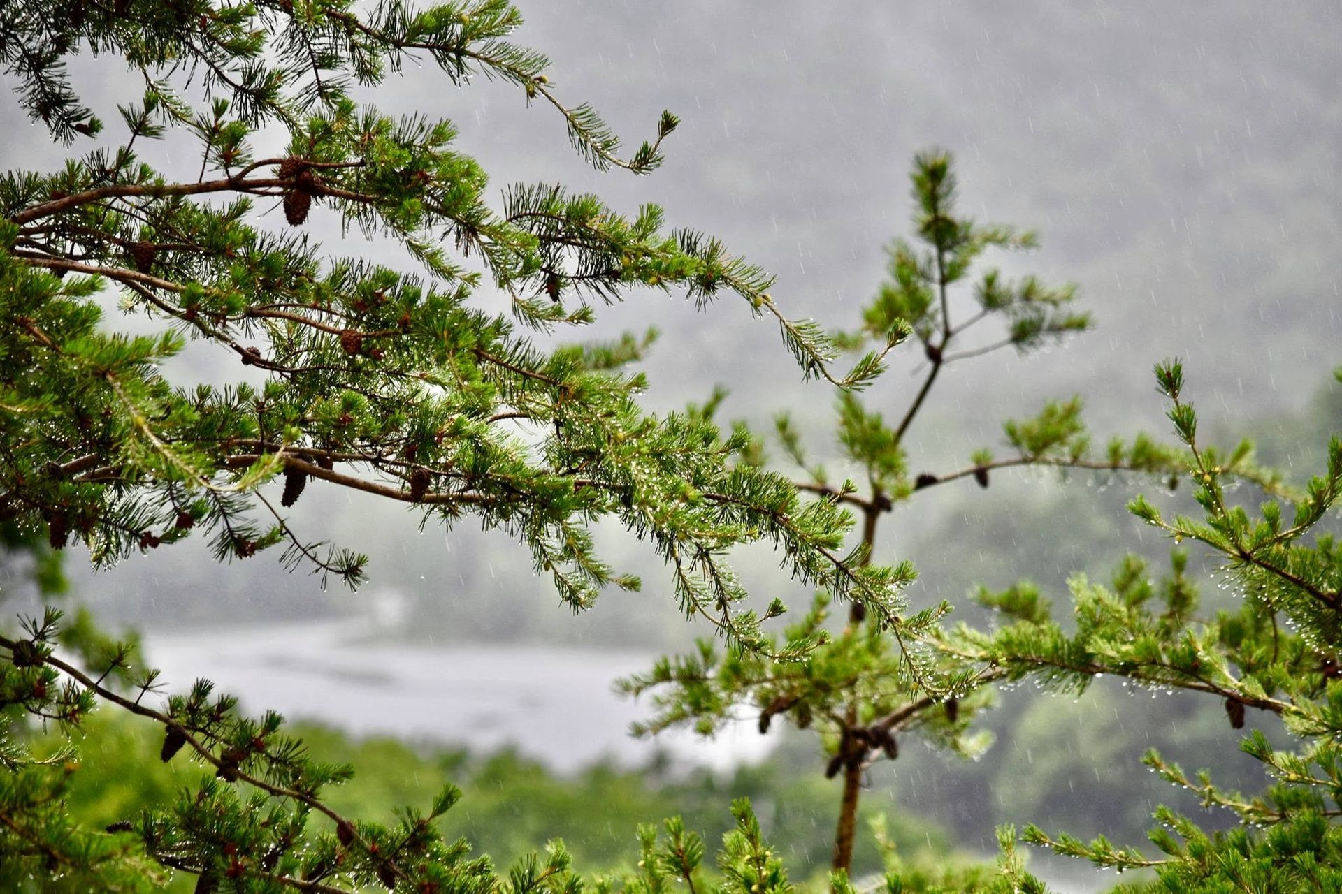 Green tree branches with small buds against a cloudy gray sky