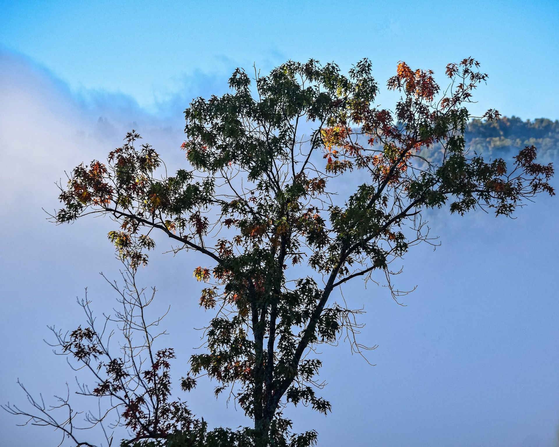 Silhouetted tree against misty blue mountains at dawn