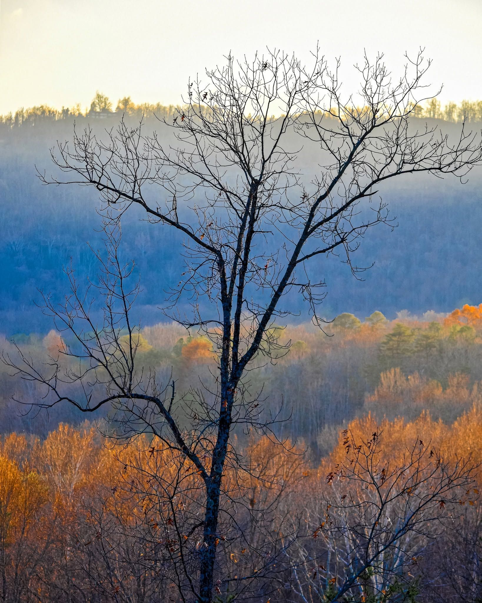 Bare tree silhouette against layered blue hills and autumn-colored forest under a pale sky