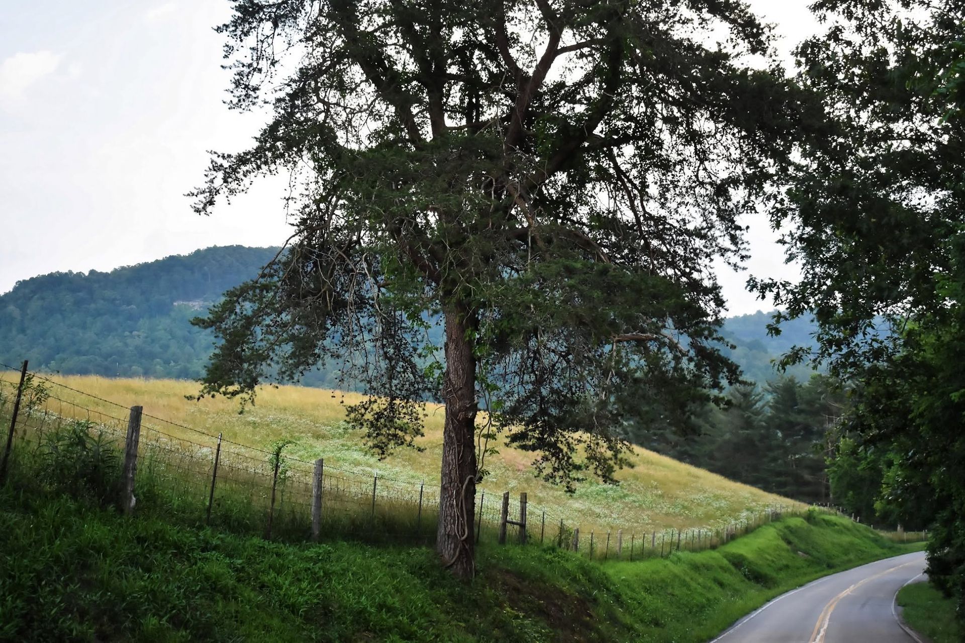 Tree beside a country road with fenced grassy hillside and wooded mountain in the background