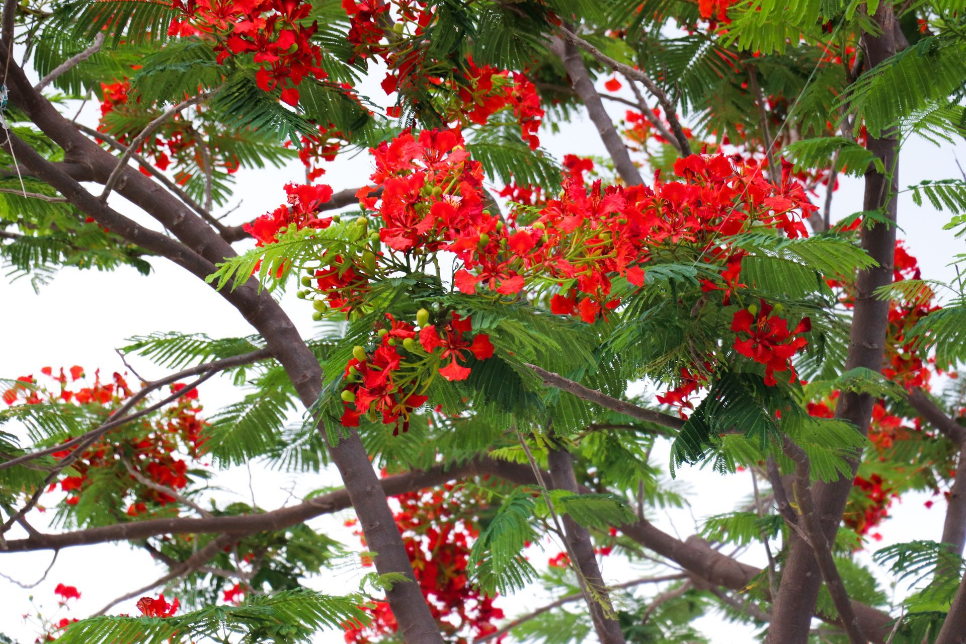 Red flowering tree branches with bright green leaves against a pale sky