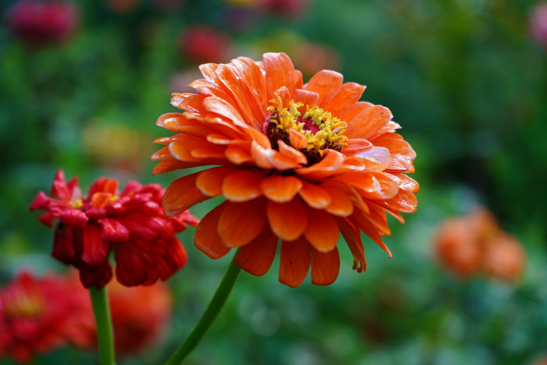 Orange zinnia bloom with red flowers in a garden setting