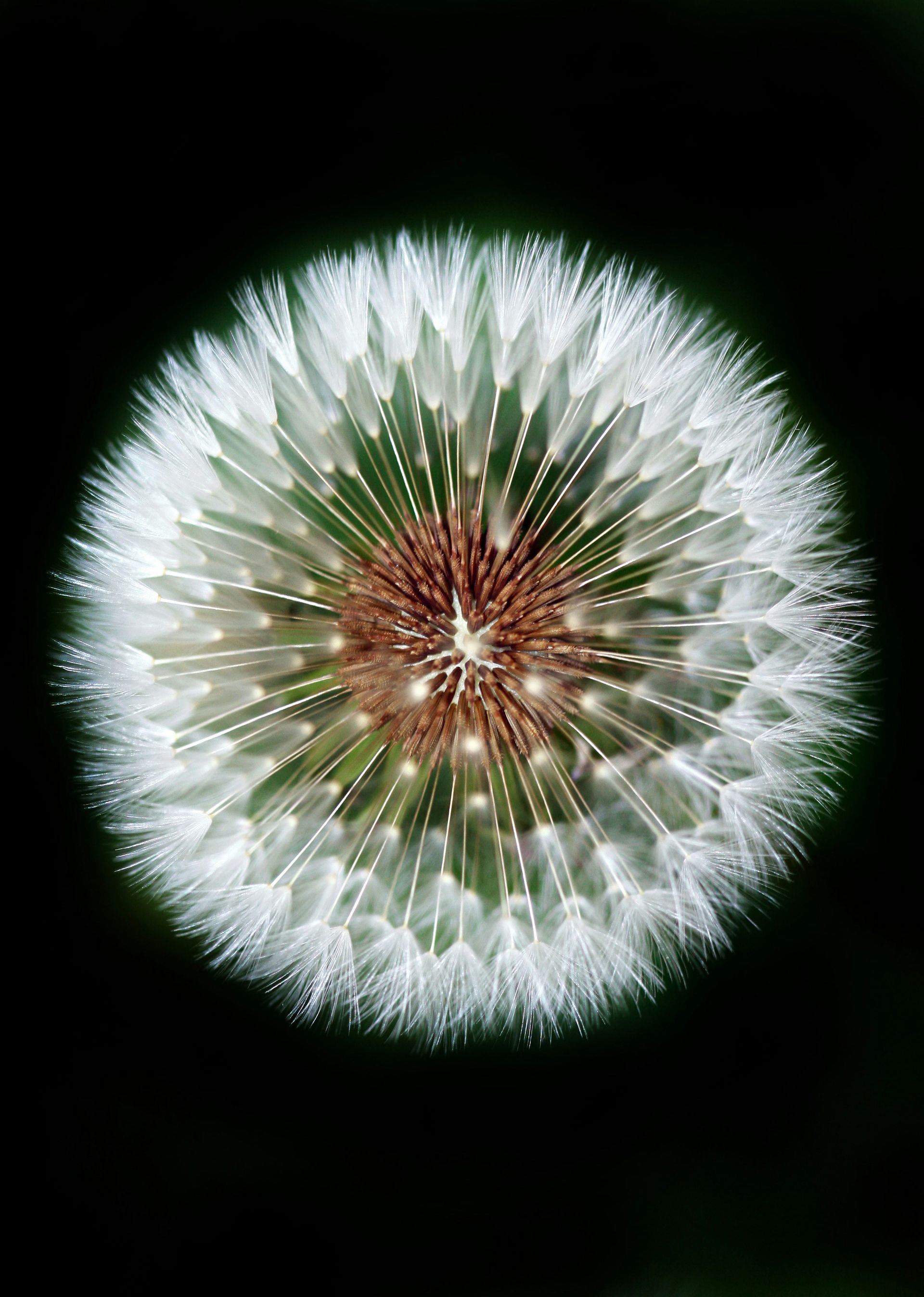 White dandelion seed head centered on a dark background, with a brown core and radiating seeds.