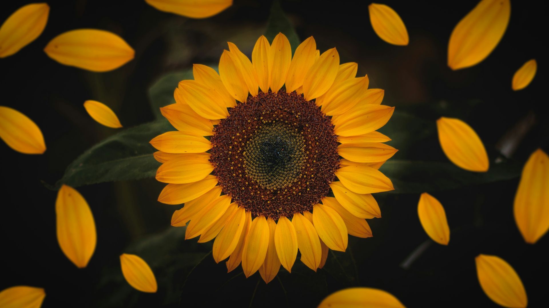 Sunflower with golden petals on a dark background, surrounded by scattered yellow leaves.