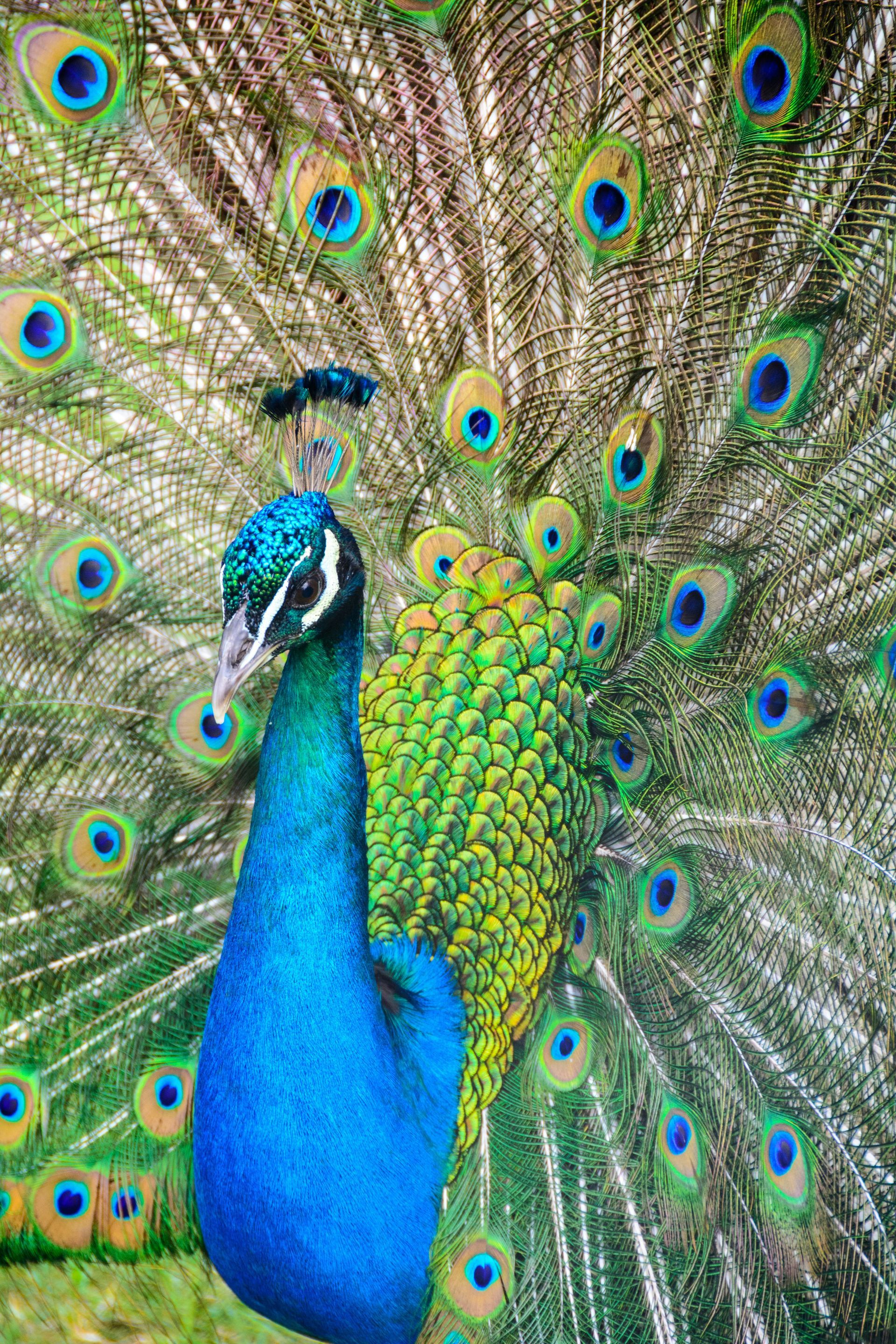 Blue peacock with fanned tail feathers displaying green and gold eye spots